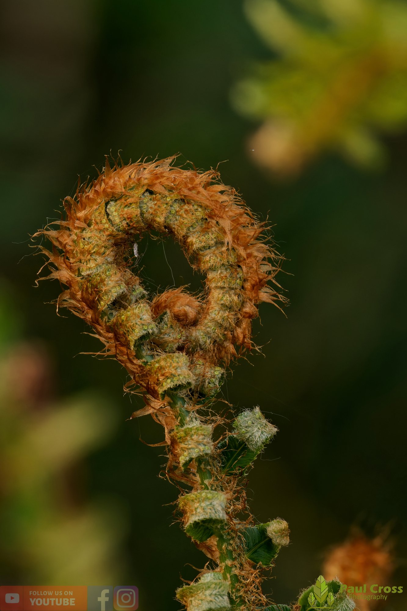 Western Sword Fern-00004.jpg