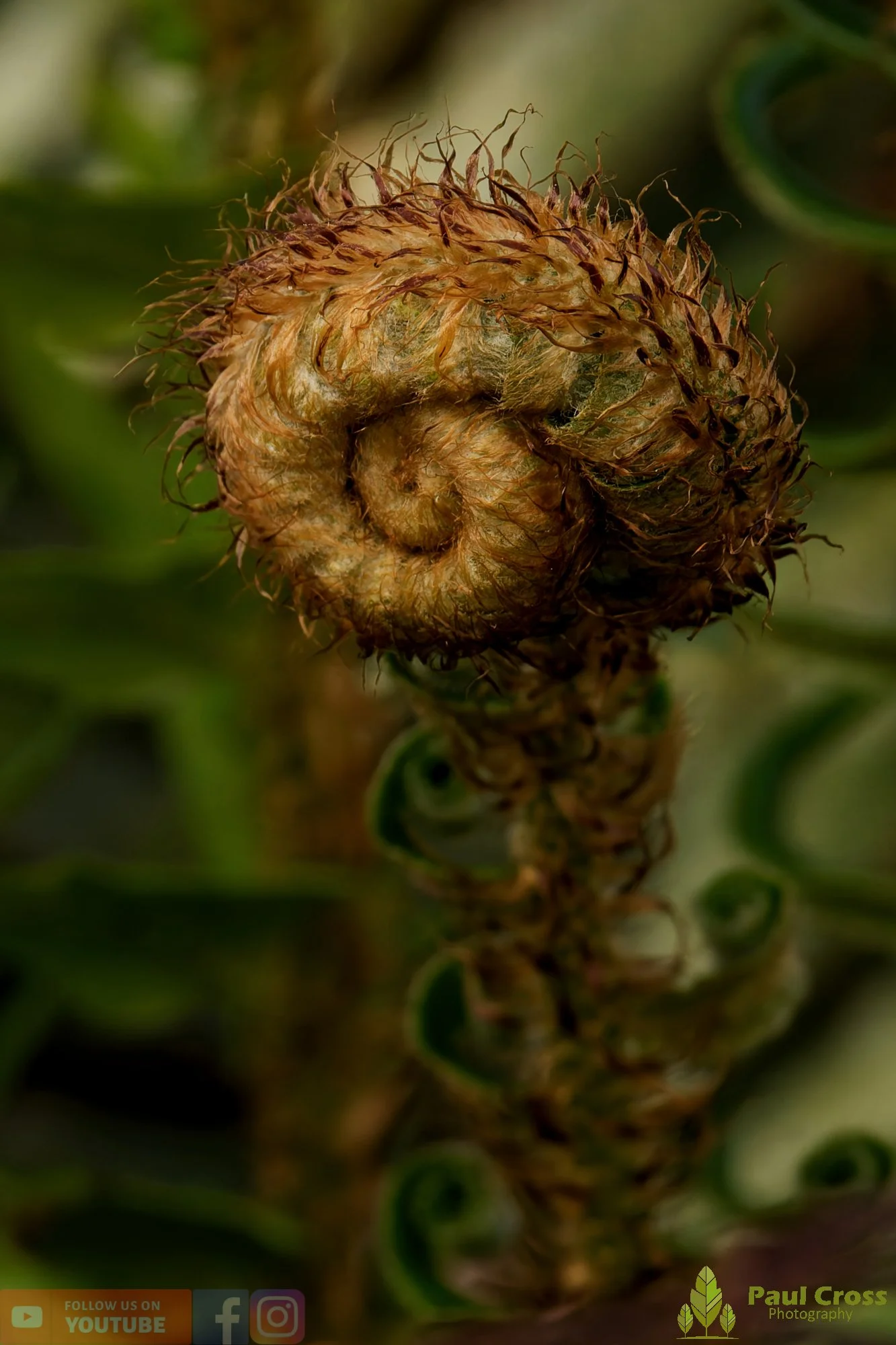 Western Sword Fern-00005.jpg