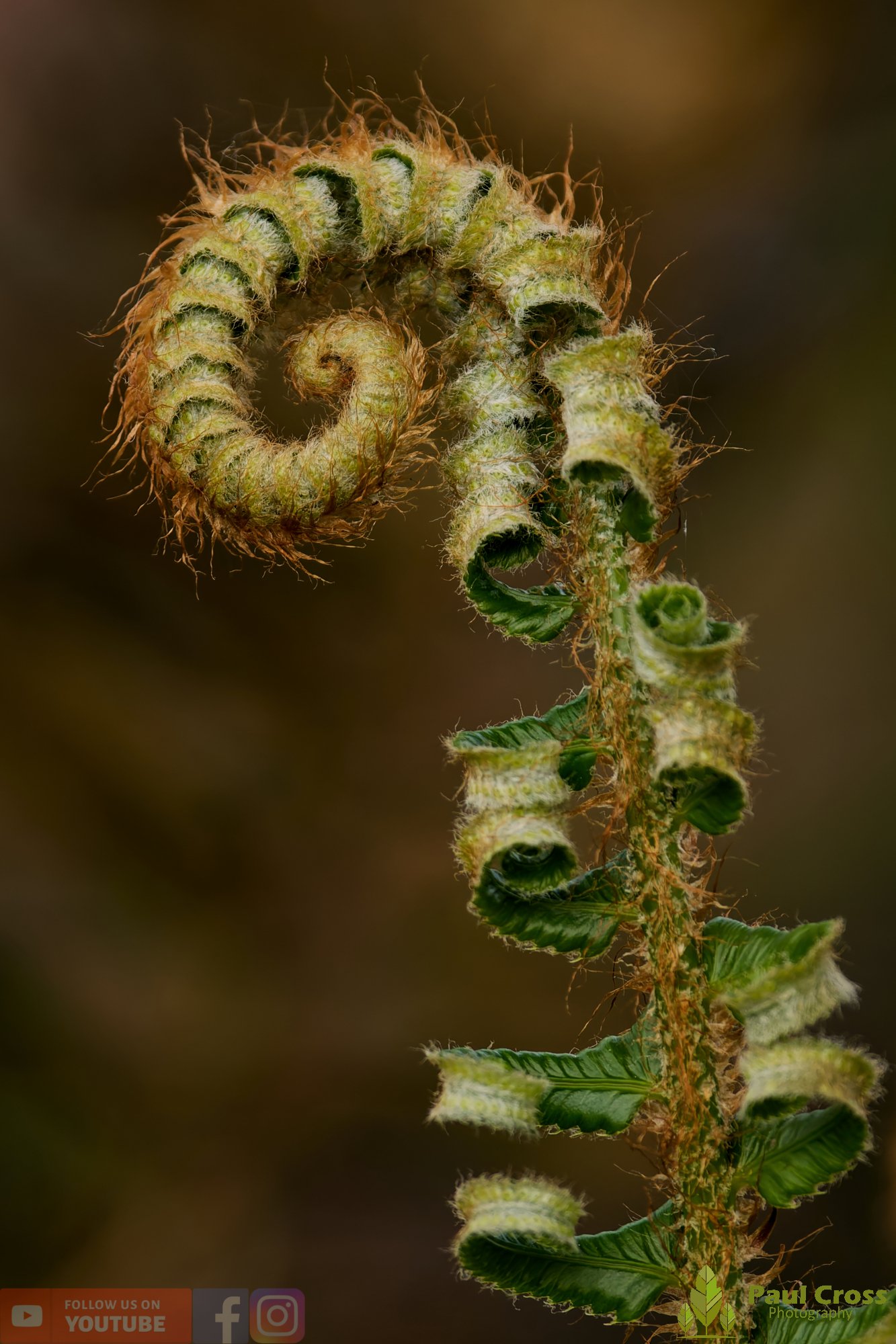 Western Sword Fern-00006.jpg