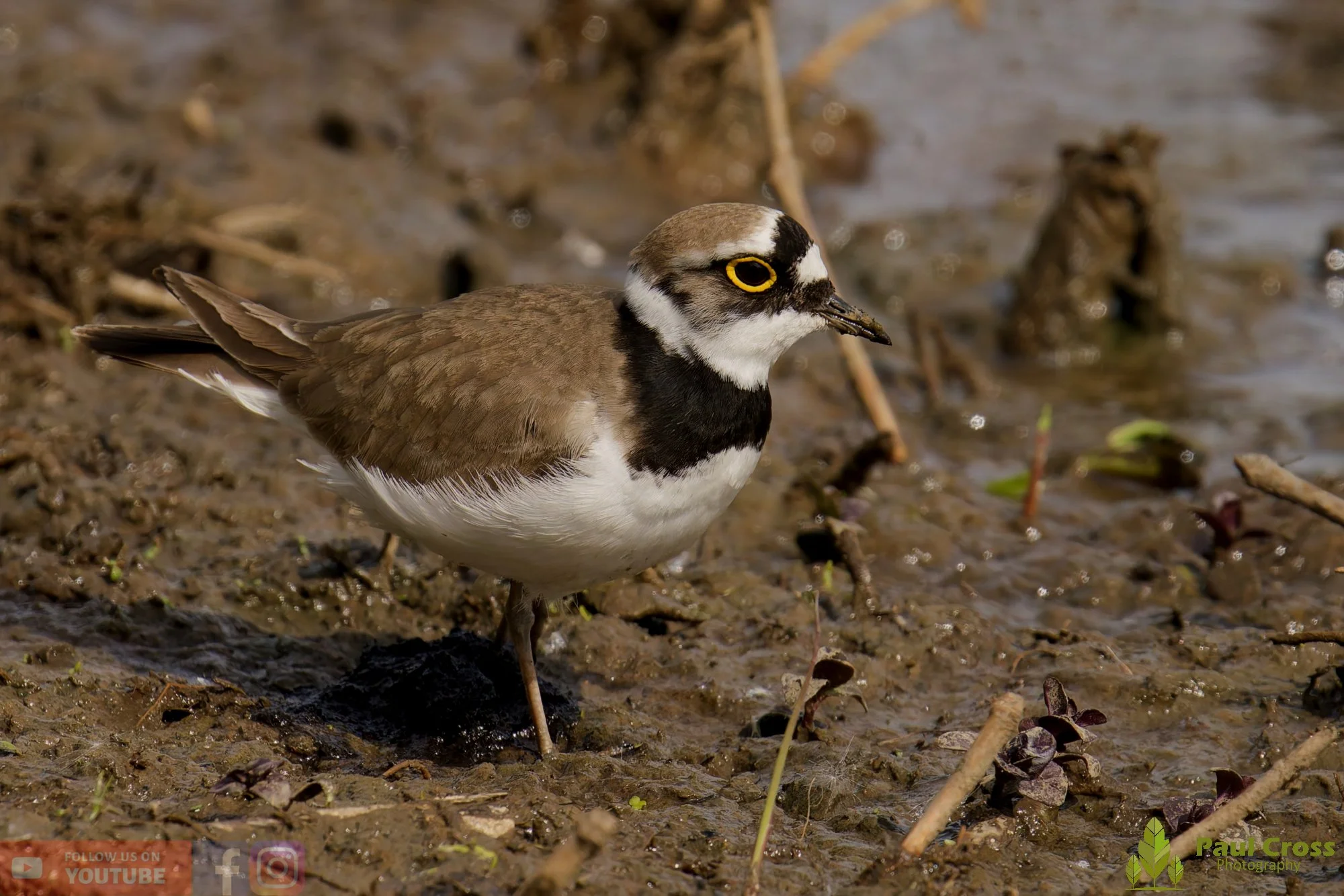 Little Ringed Plover-00123.jpg