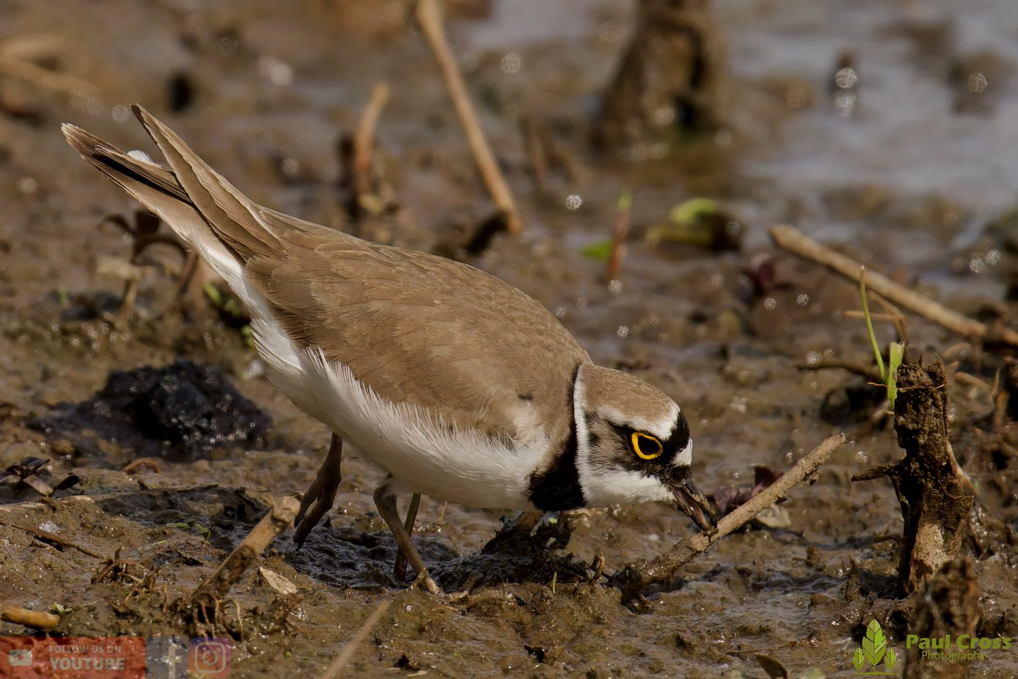 Little Ringed Plover-00124.jpg