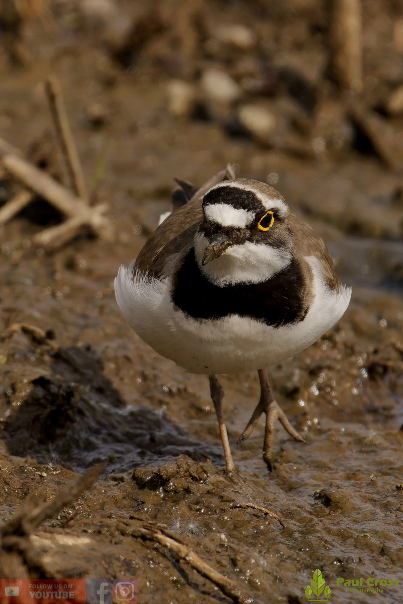 Little Ringed Plover-00125.jpg