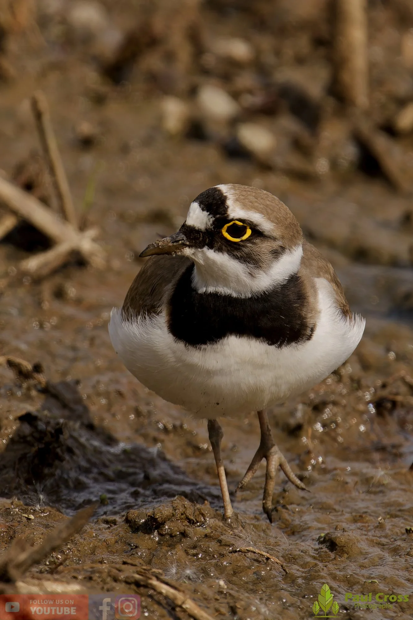 Little Ringed Plover-00126.jpg