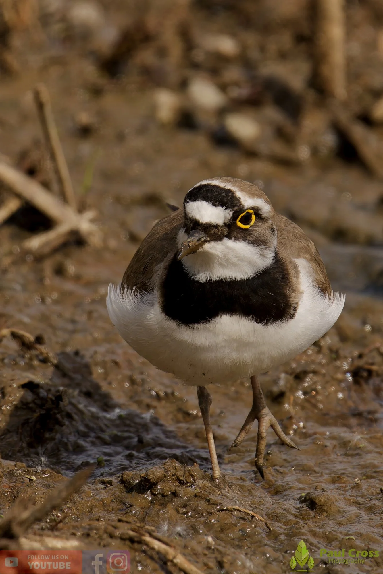 Little Ringed Plover-00127.jpg