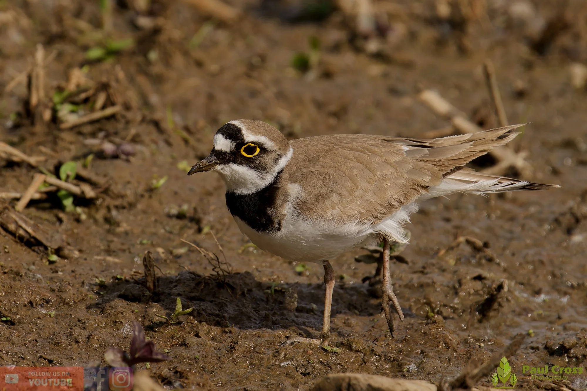 Little Ringed Plover-00128.jpg