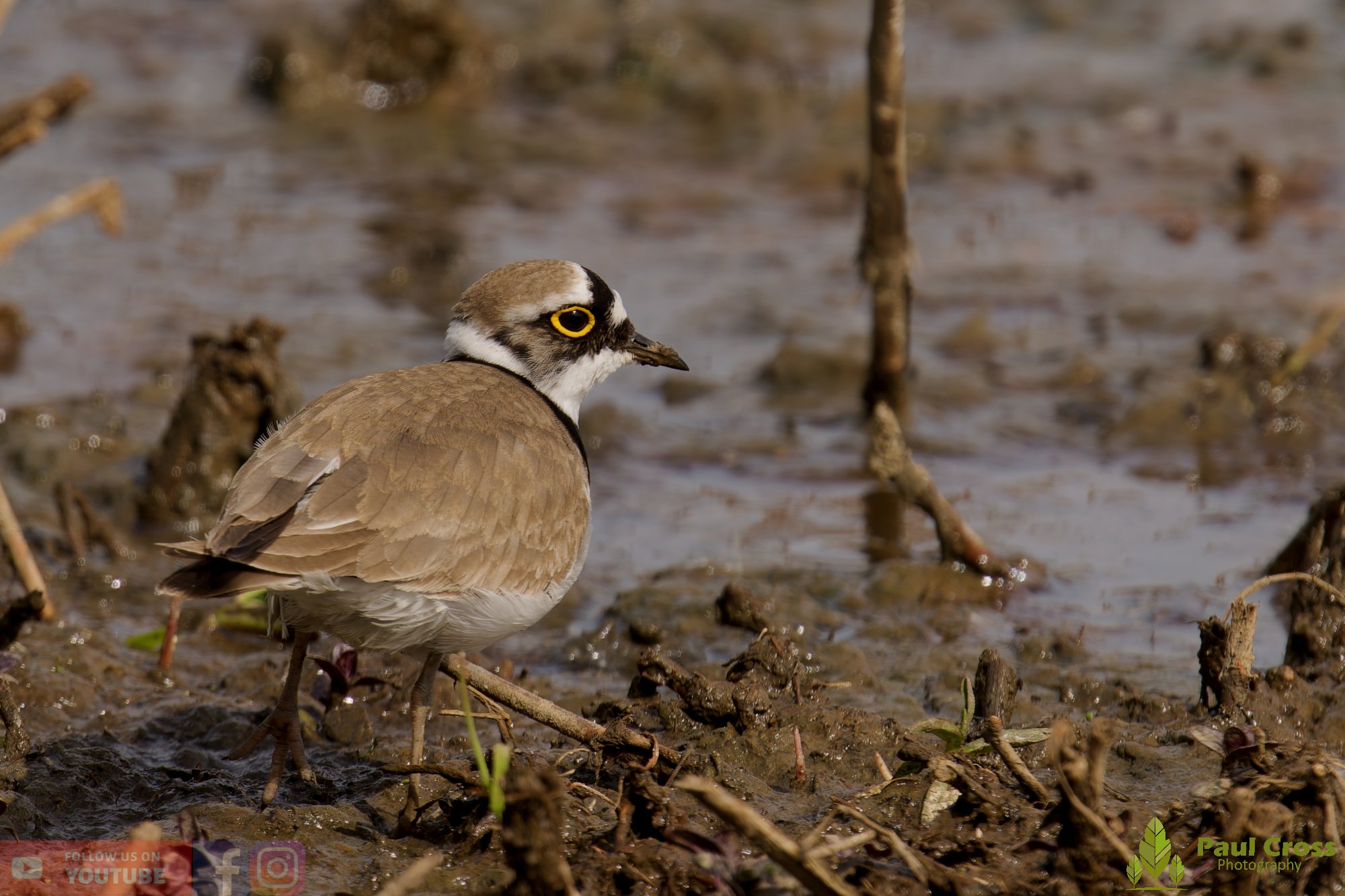 Little Ringed Plover-00129.jpg