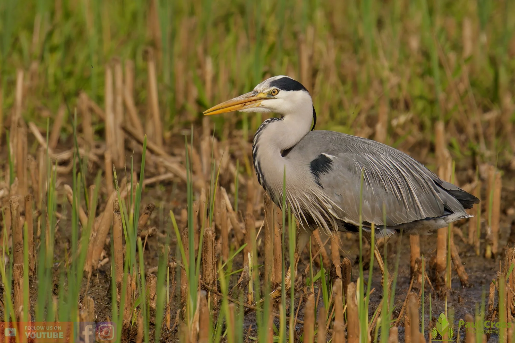 Grey Heron-00704.jpg