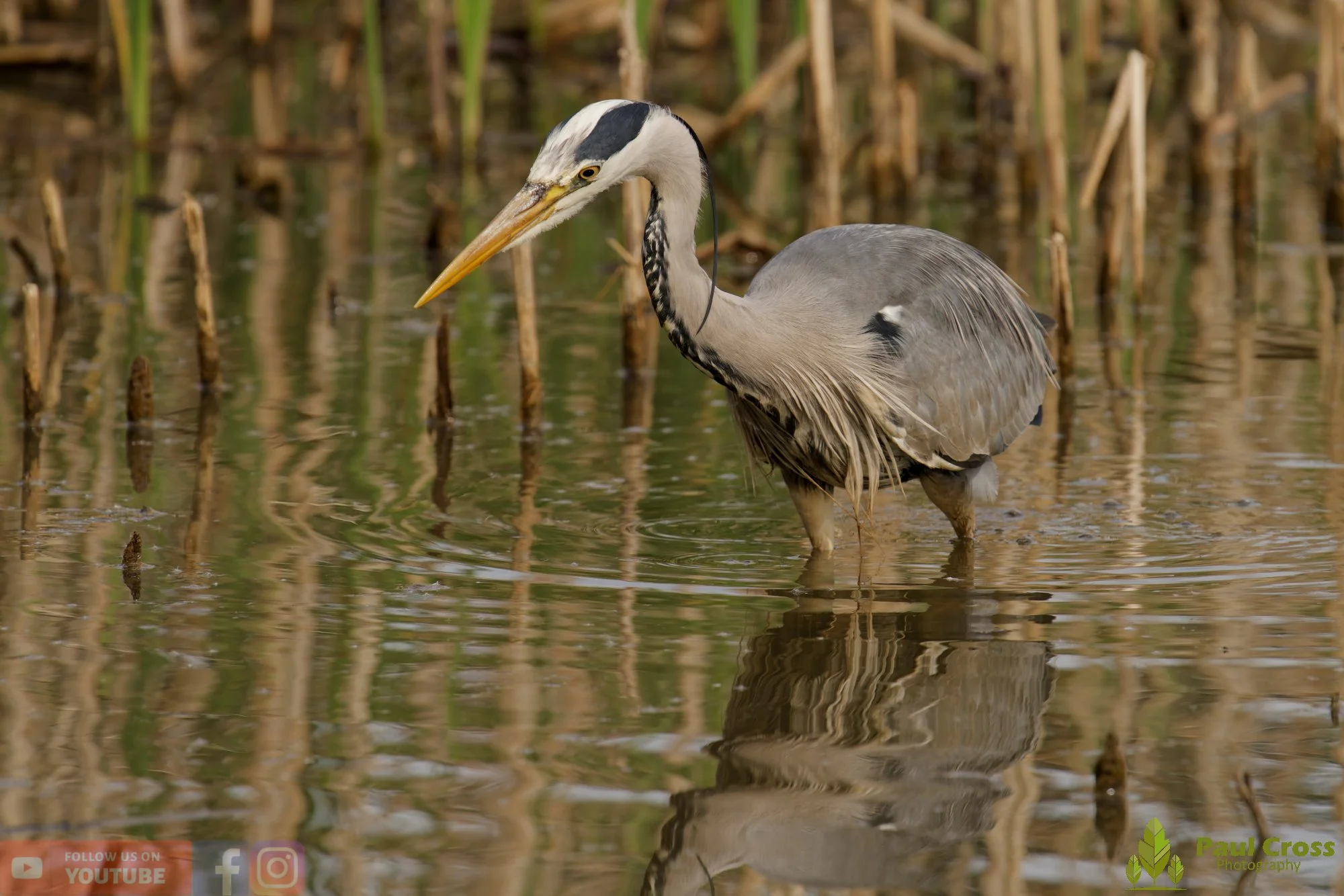 Grey Heron-00705.jpg