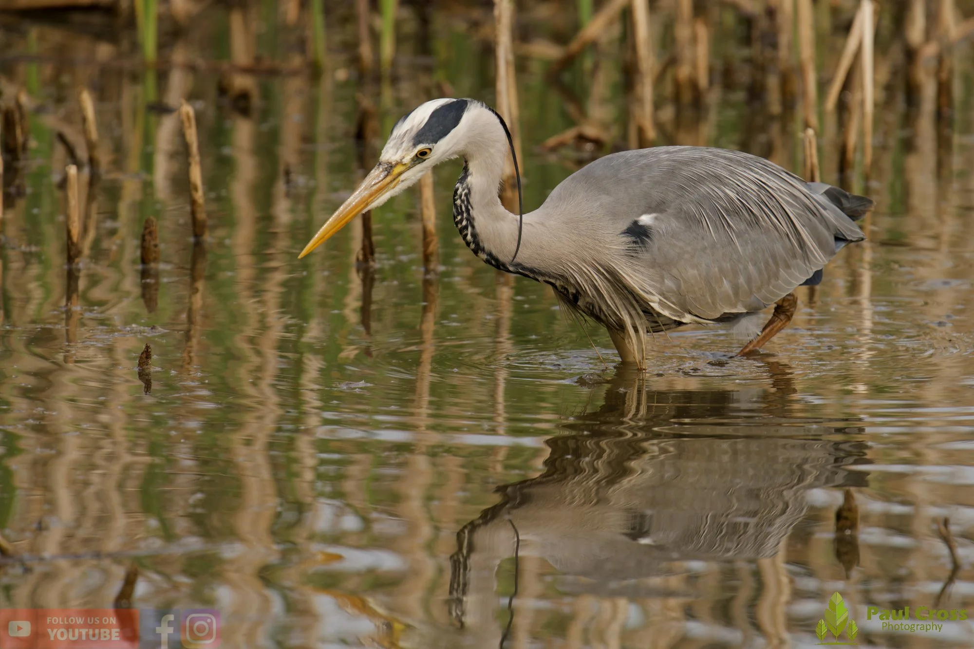 Grey Heron-00706.jpg