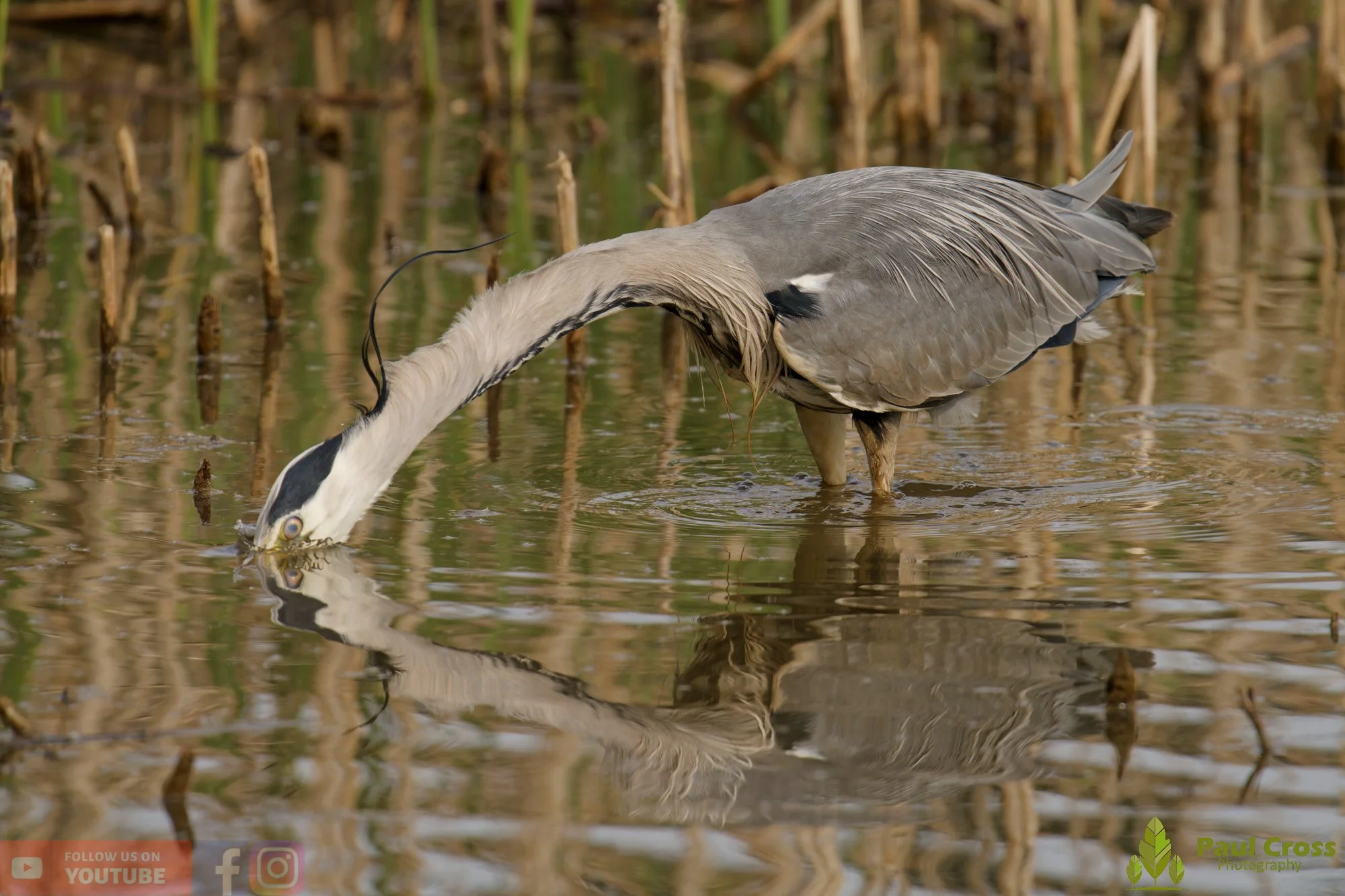 Grey Heron-00707.jpg