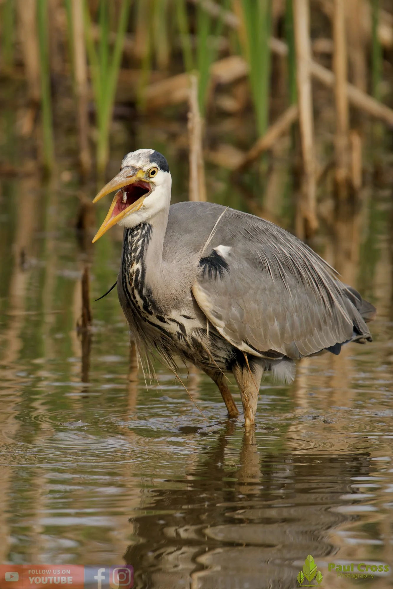 Grey Heron-00708.jpg