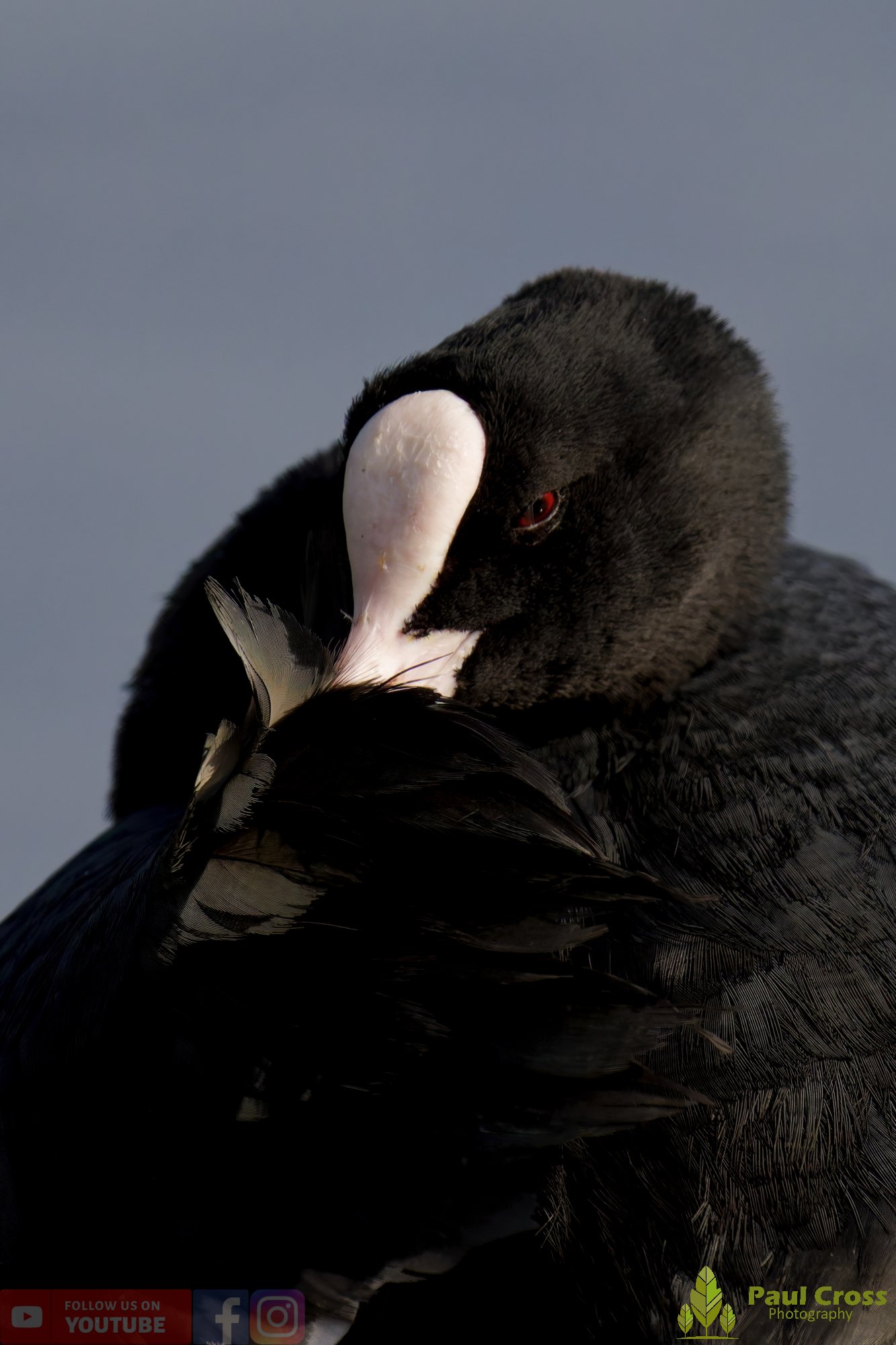Coot-00068.jpg