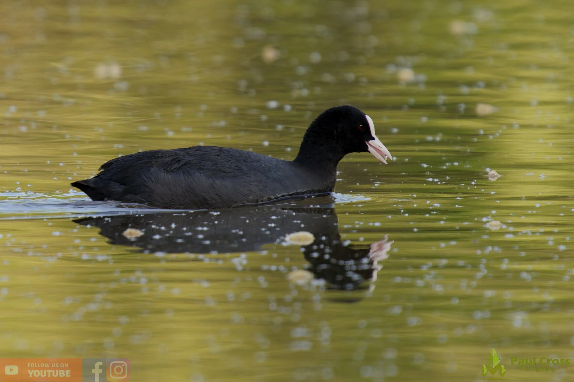 Coot-00067.jpg