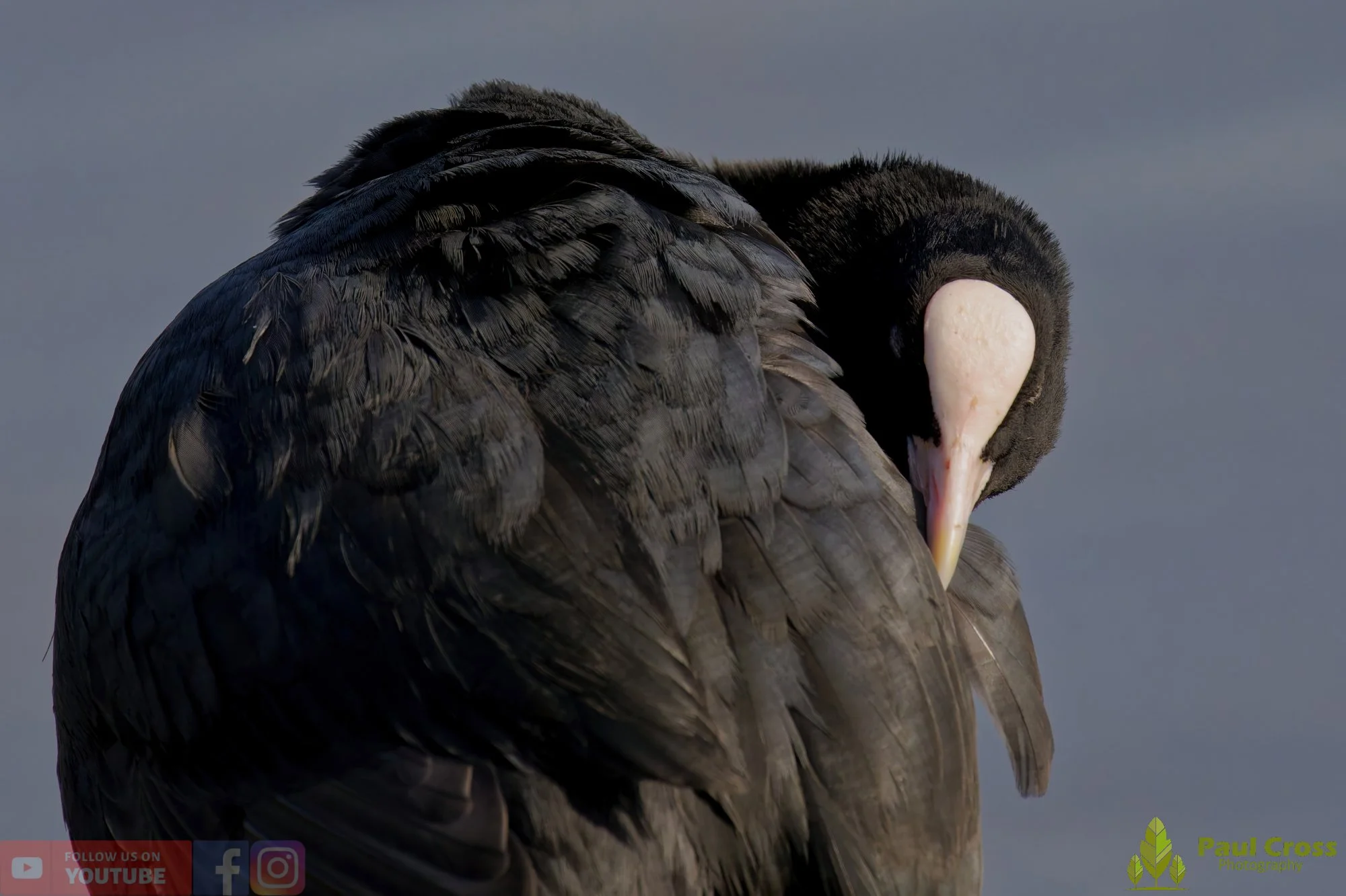 Coot-00069.jpg