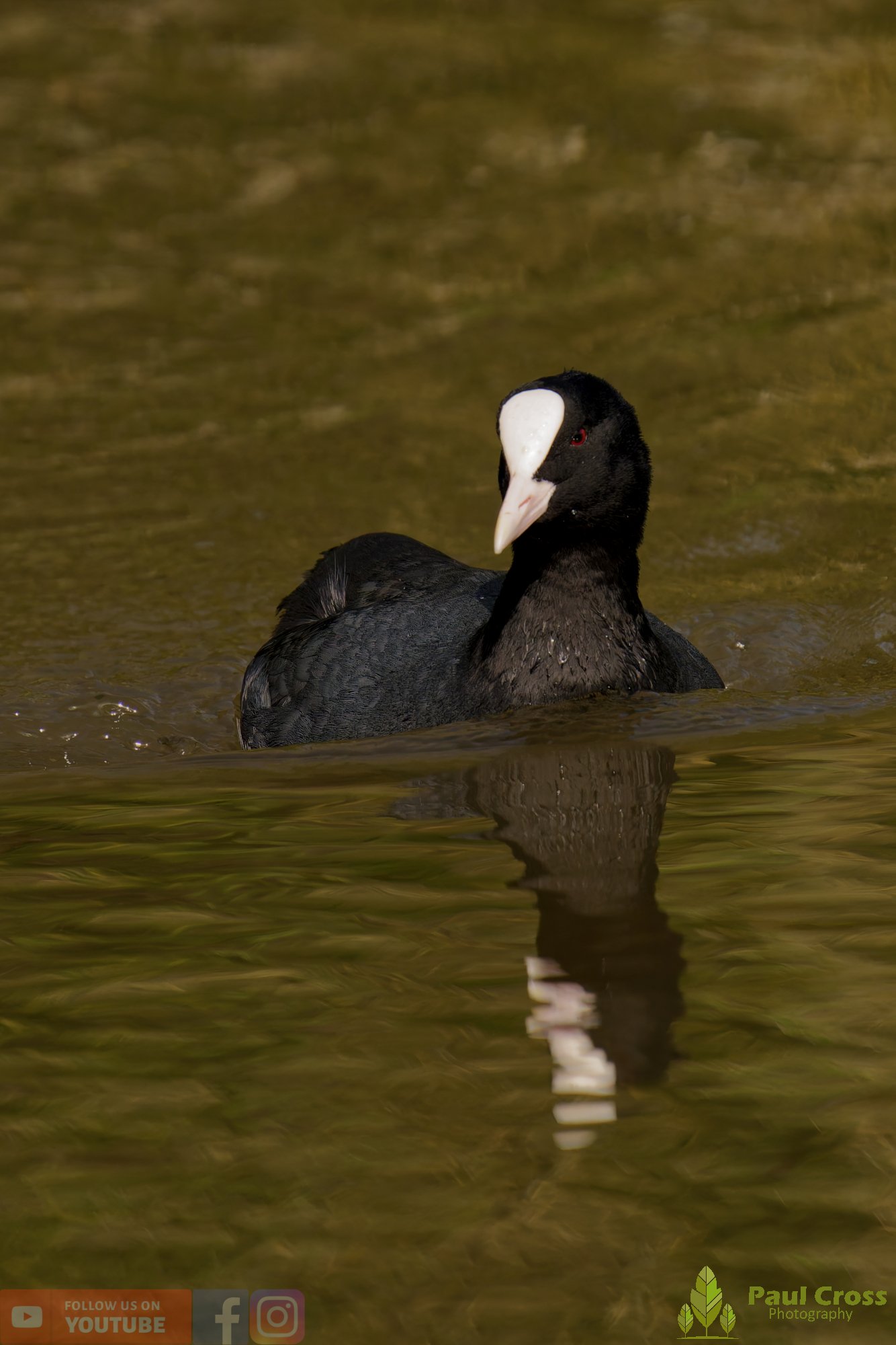 Coot-00070.jpg