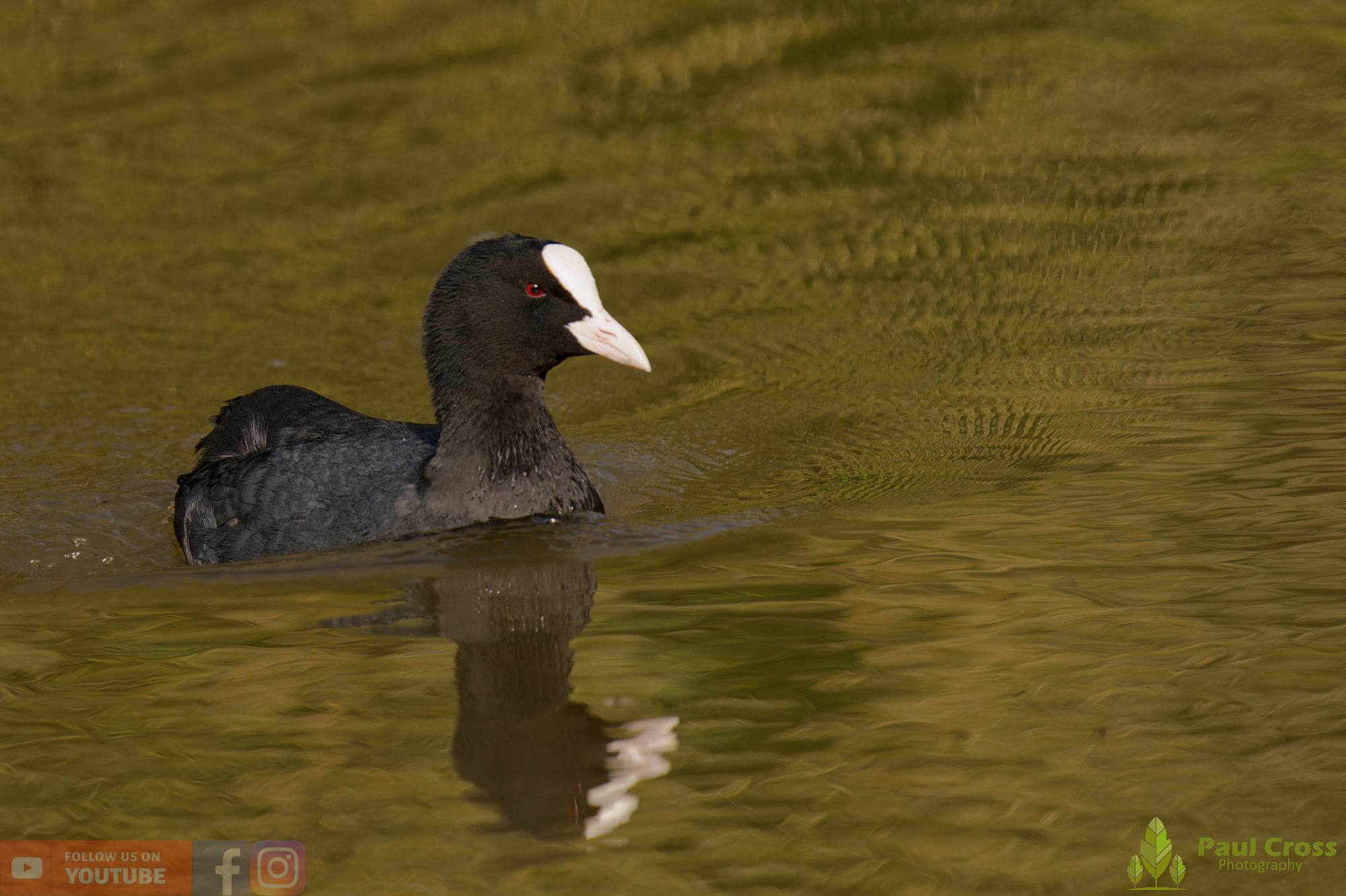 Coot-00071.jpg