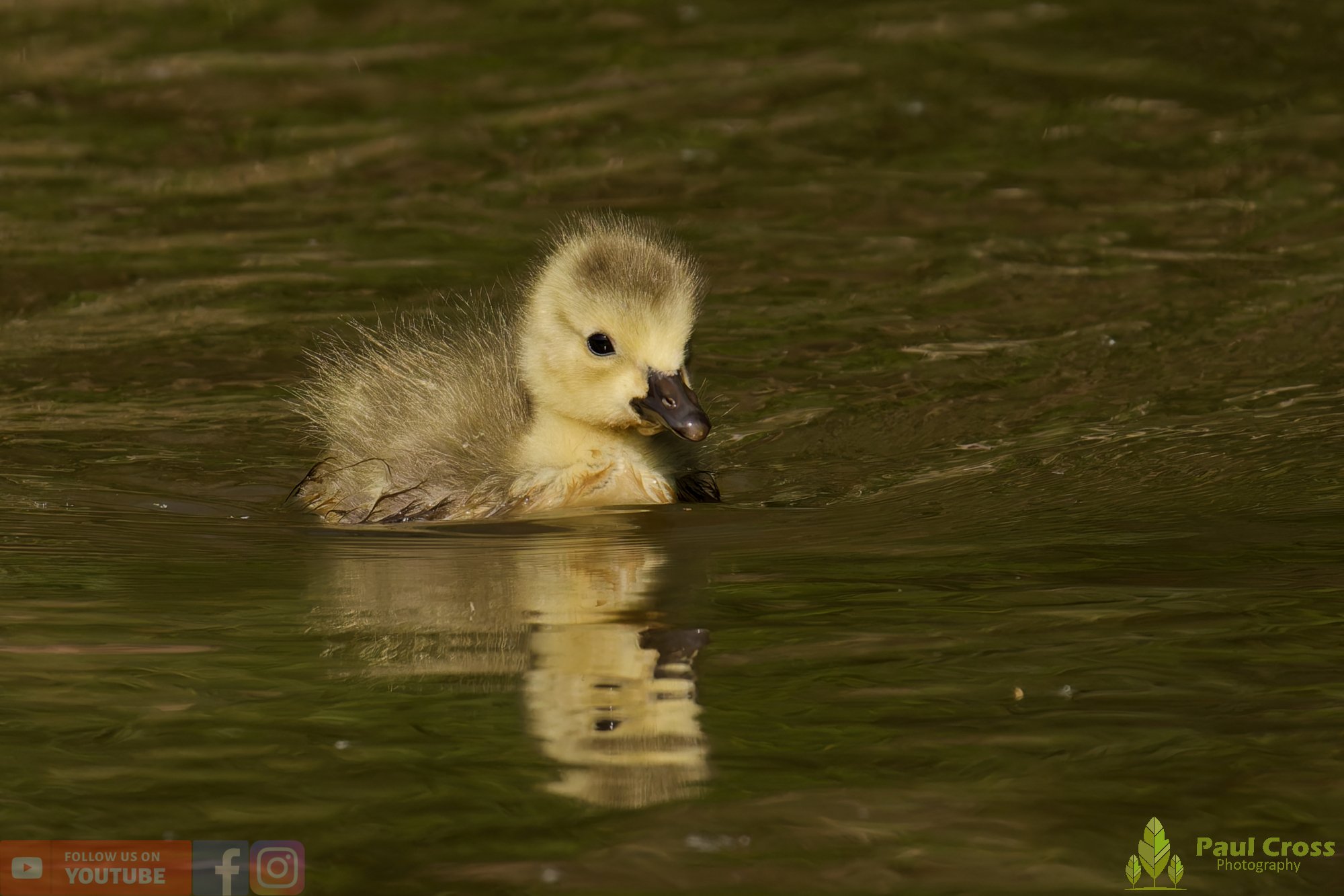 Canada Goose-00143.jpg