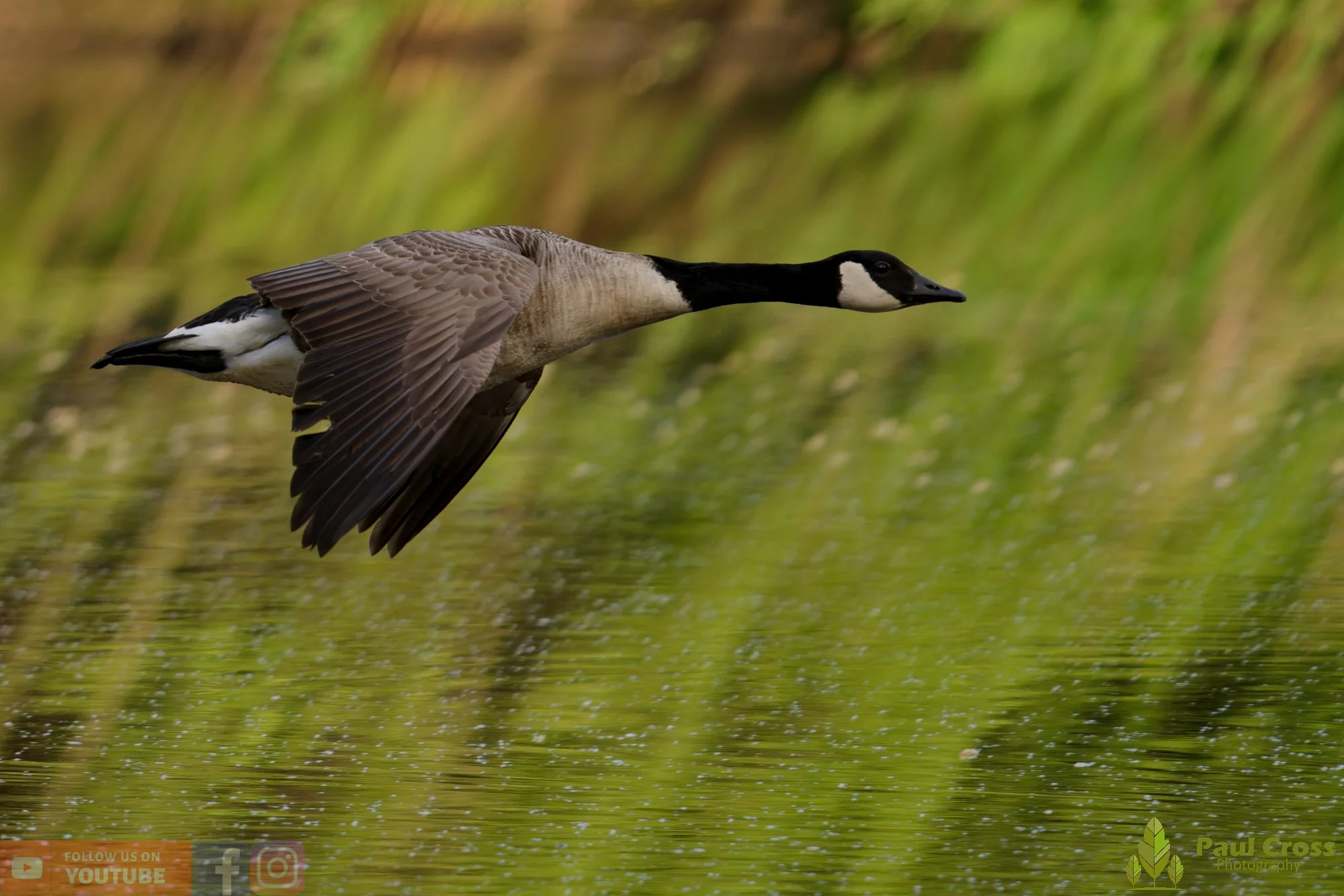 Canada Goose-00142.jpg