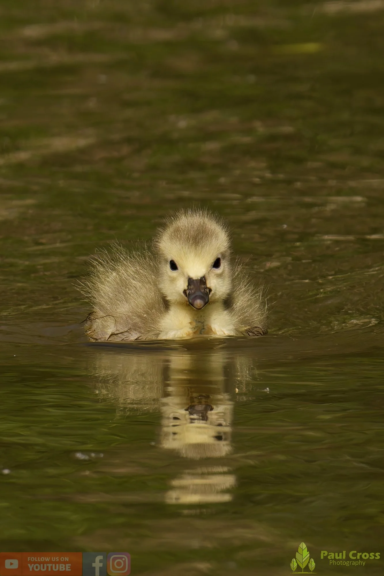 Canada Goose-00144.jpg