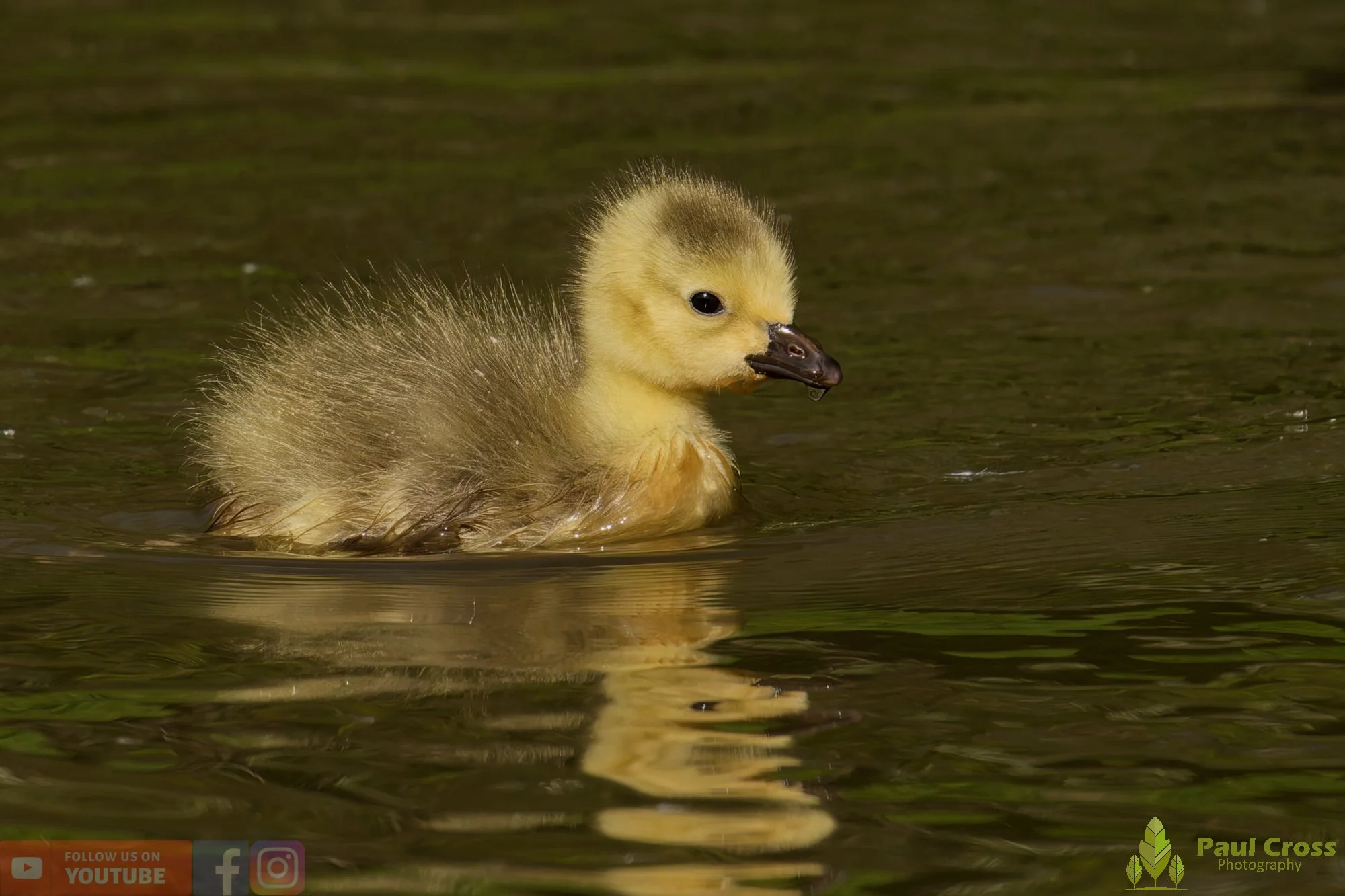 Canada Goose-00145.jpg