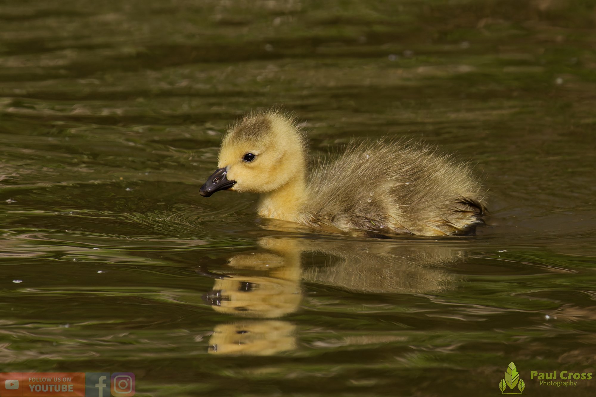 Canada Goose-00146.jpg