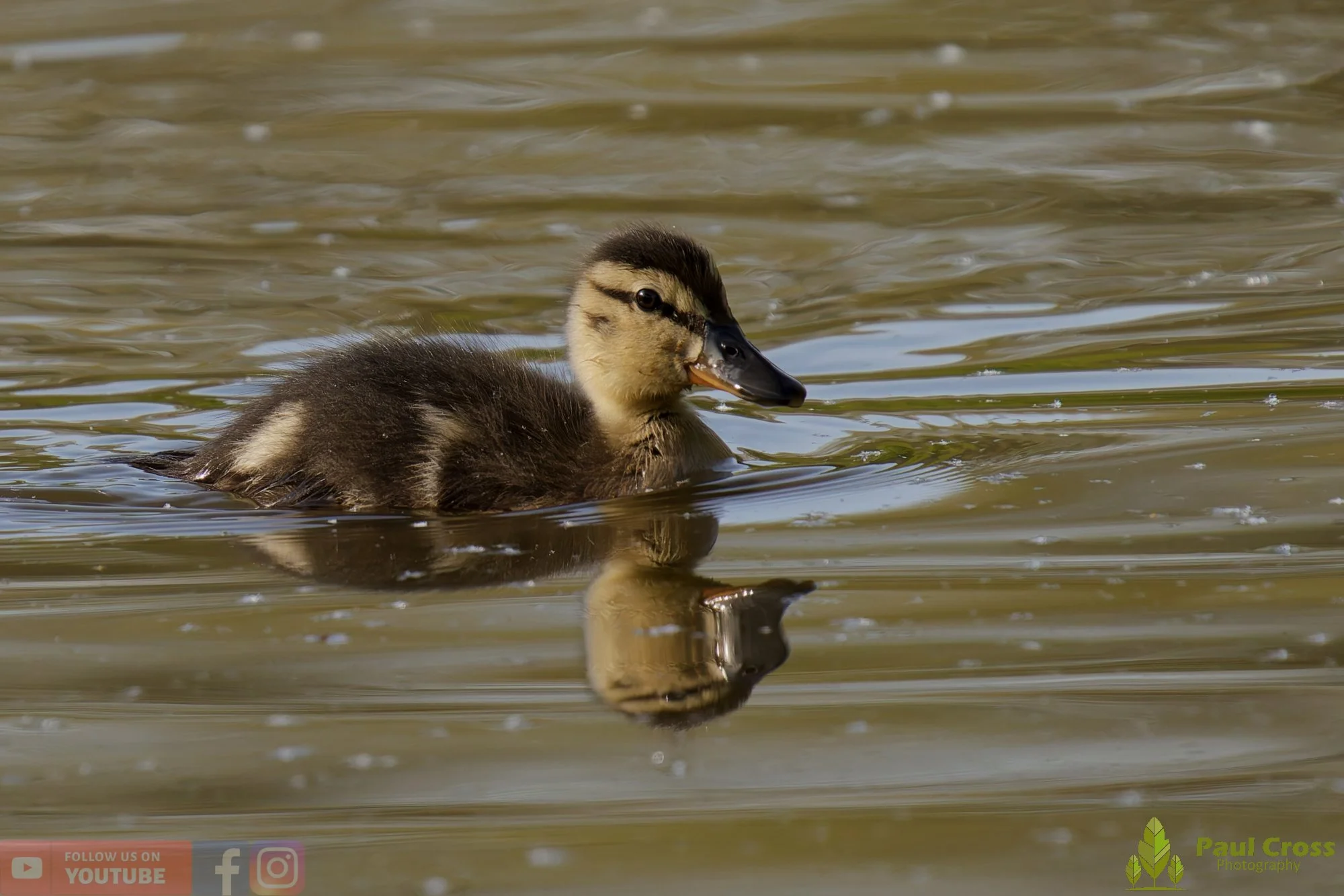 Mallard Duck-01260.jpg
