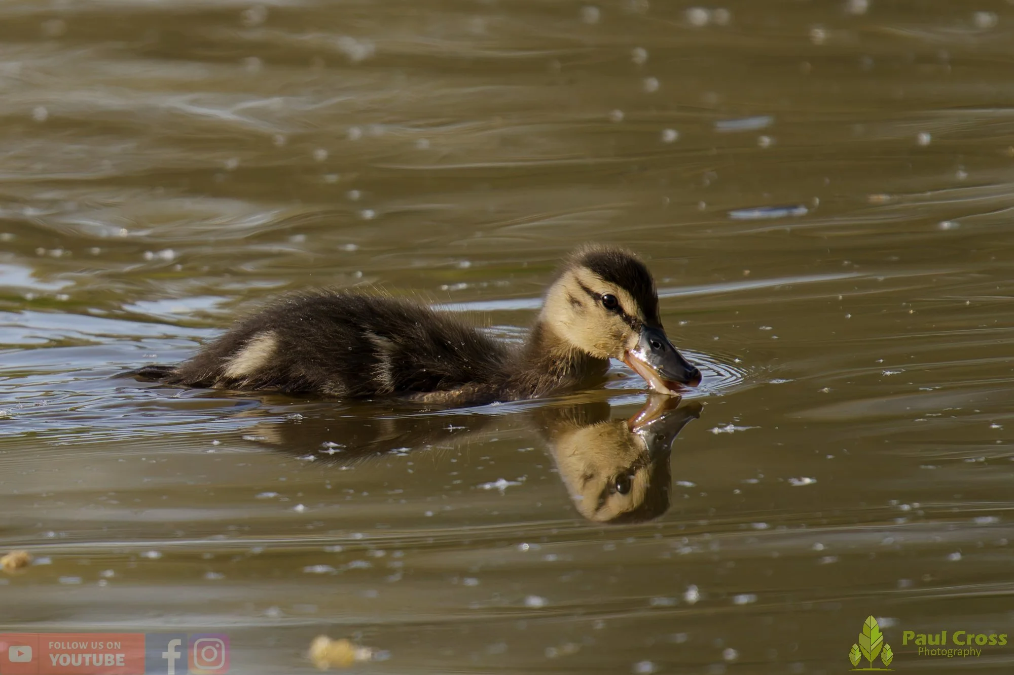 Mallard Duck-01261.jpg