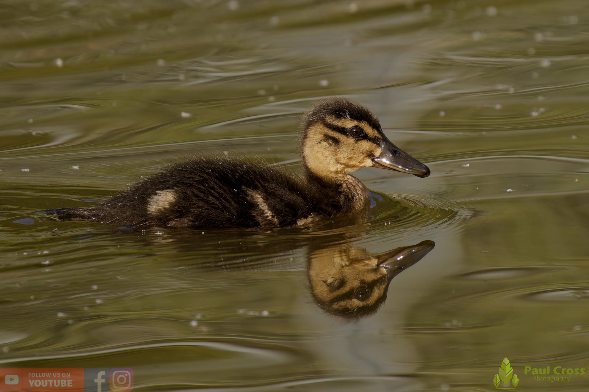 Mallard Duck-01262.jpg