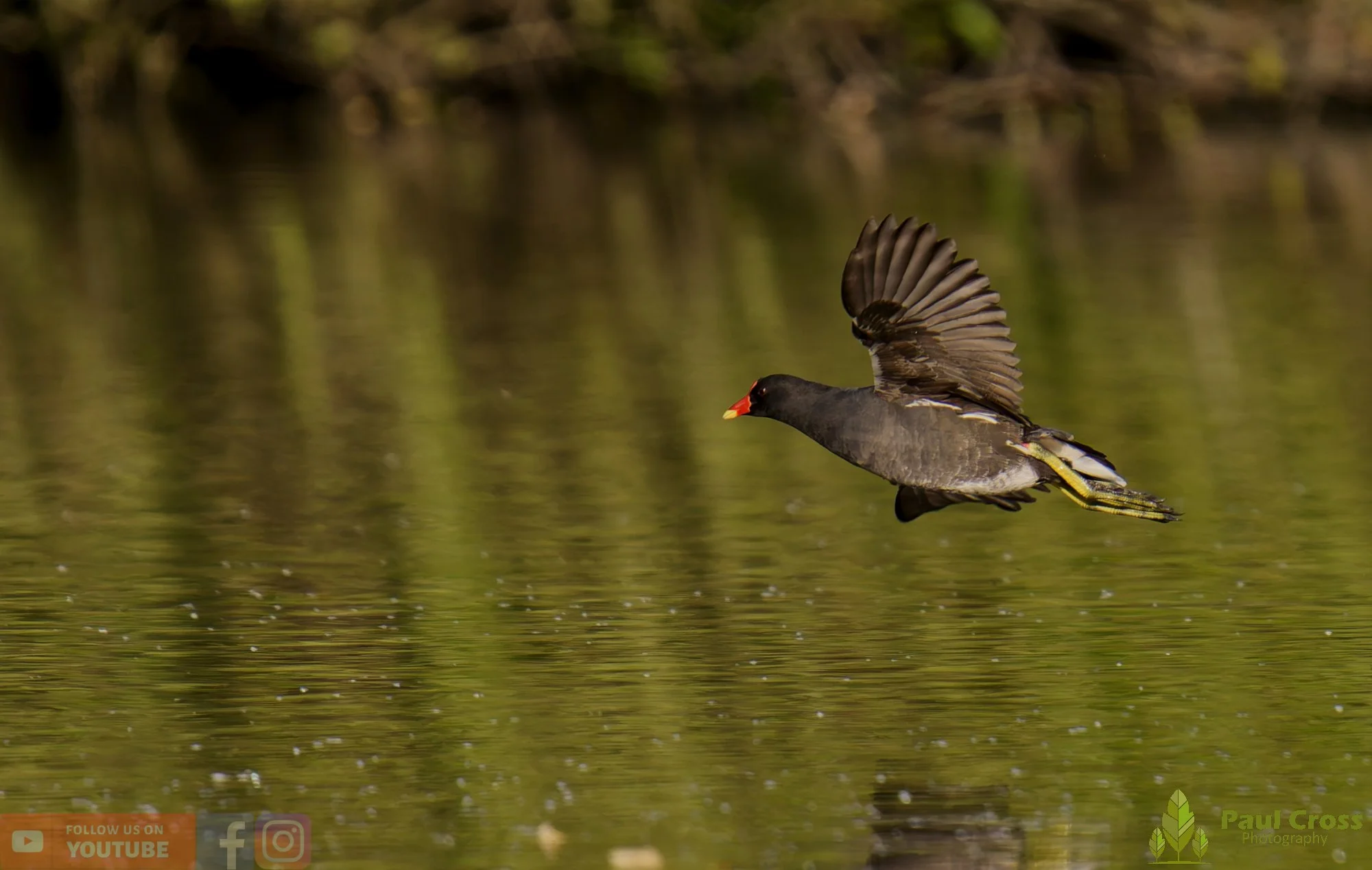 Moorhen-00266.jpg