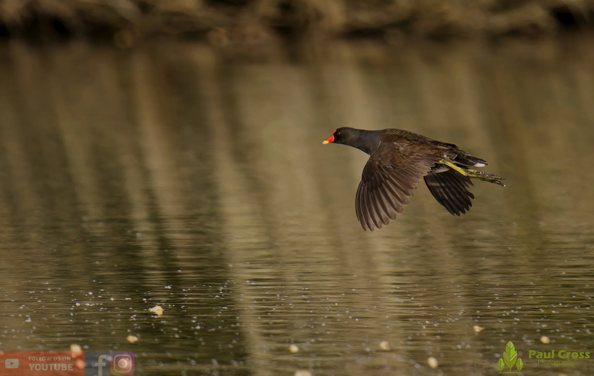Moorhen-00267.jpg