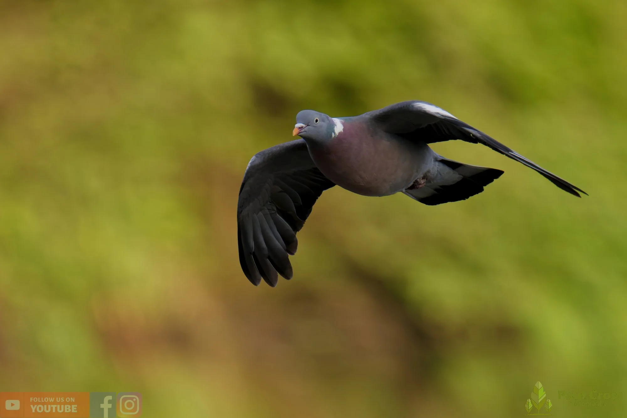 Wood Pigeon-00187.jpg