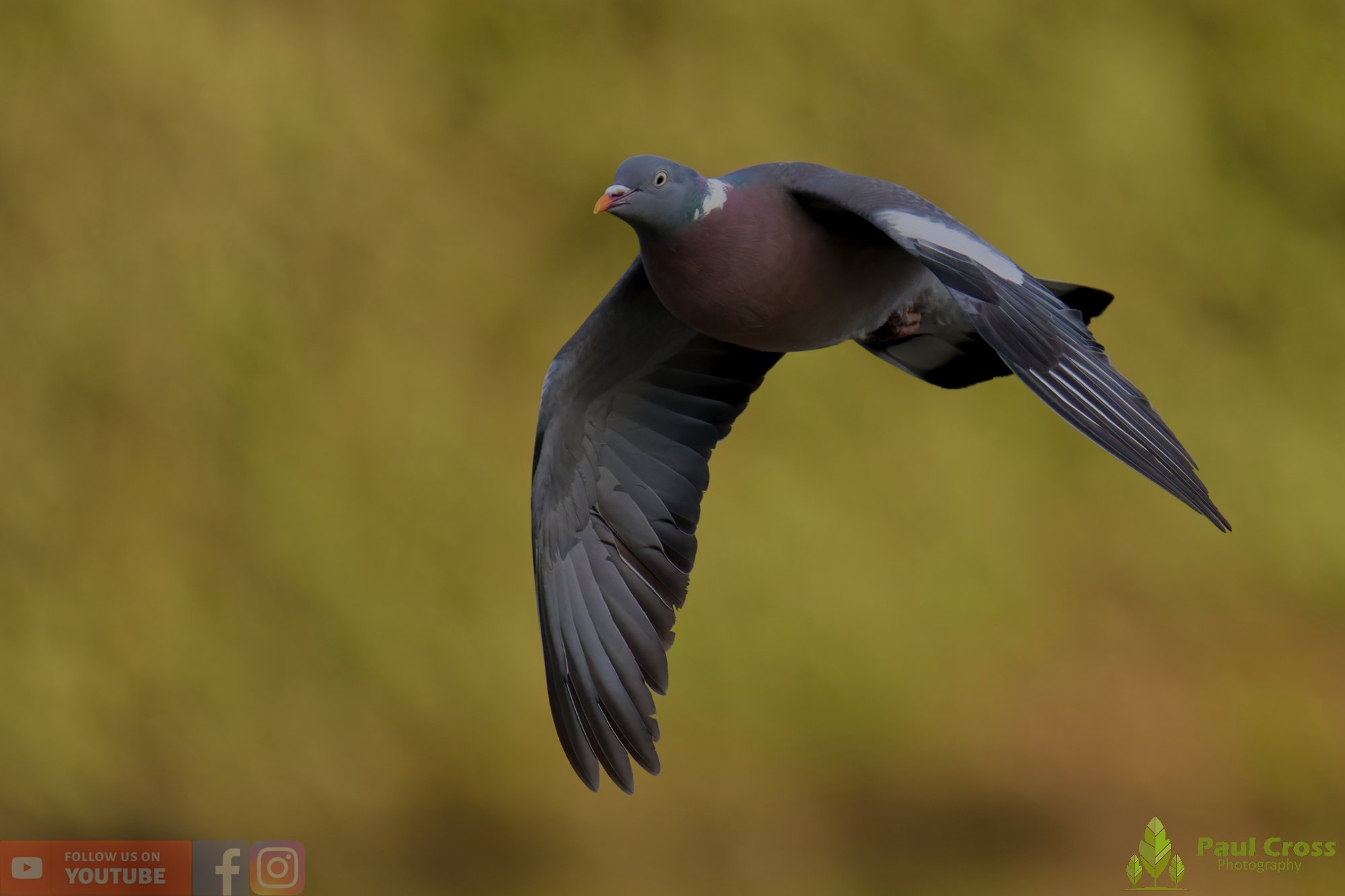 Wood Pigeon-00188.jpg
