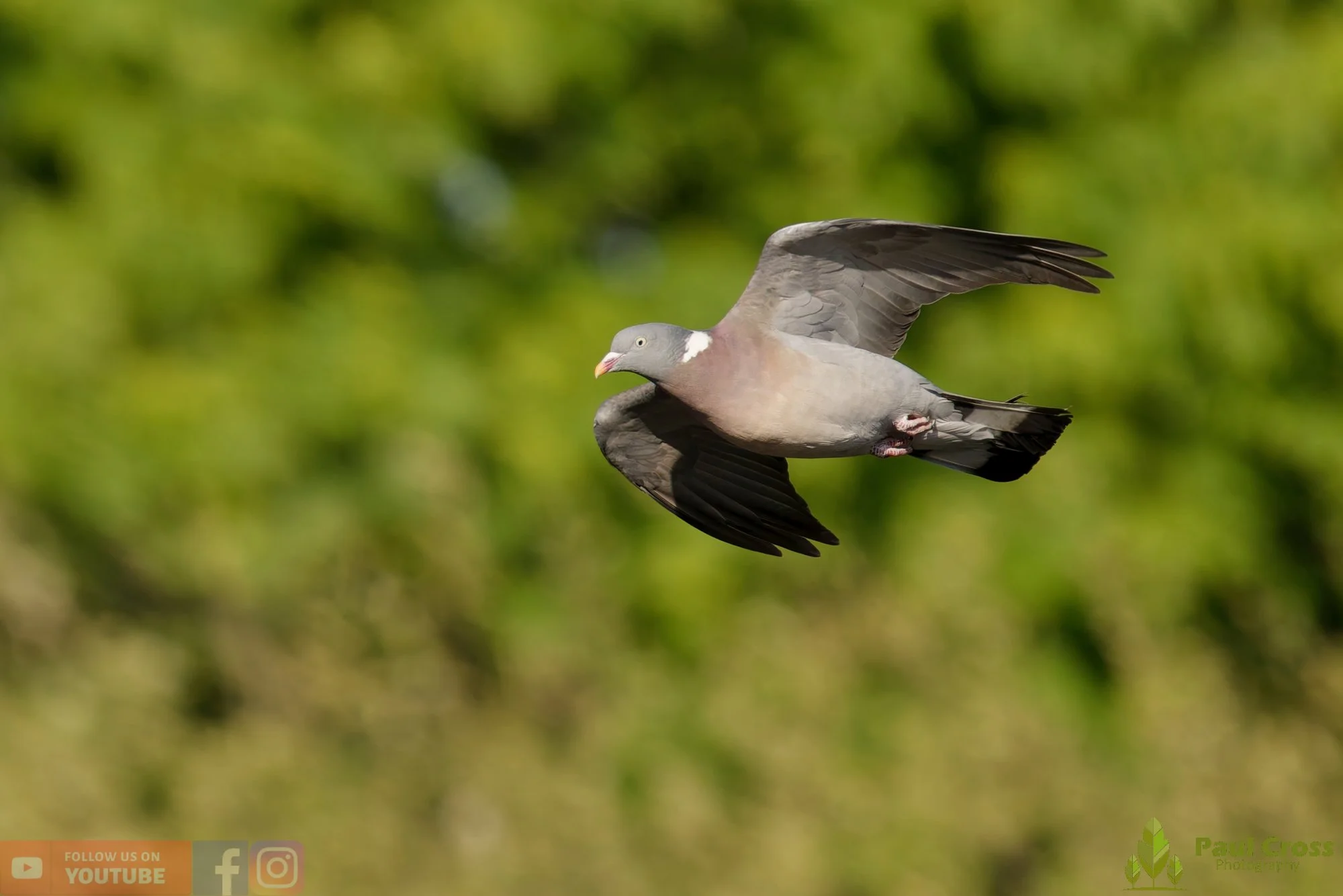 Wood Pigeon-00189.jpg