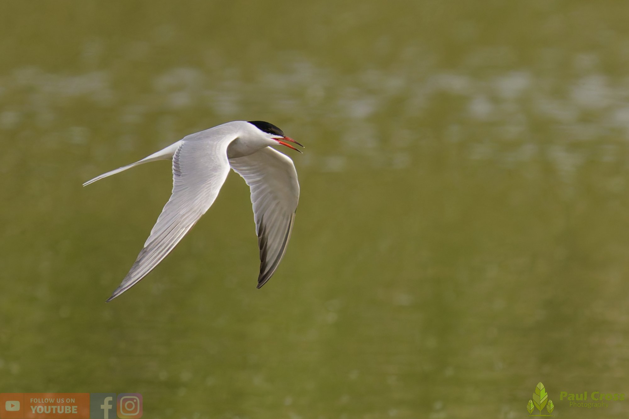 Common Tern-01951.jpg