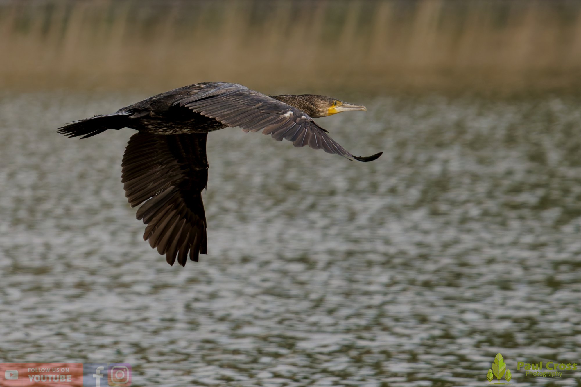 Cormorant-00391.jpg