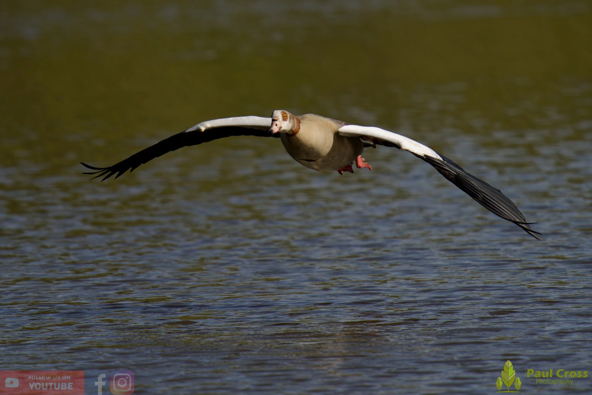 Egyptian Goose-00131.jpg