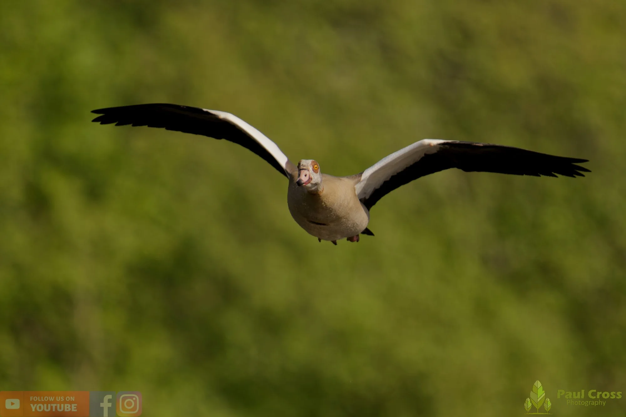 Egyptian Goose-00132.jpg