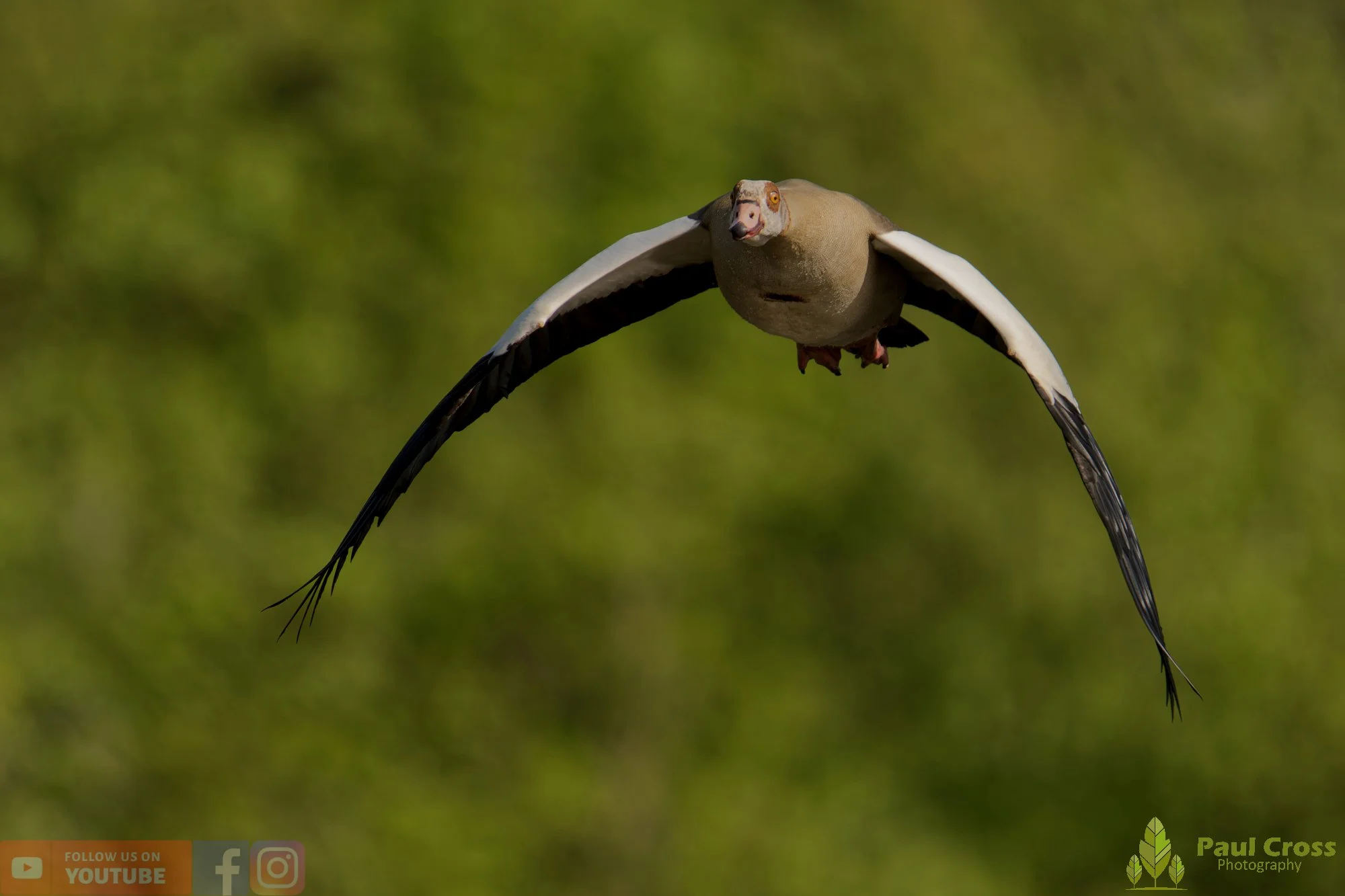 Egyptian Goose-00133.jpg
