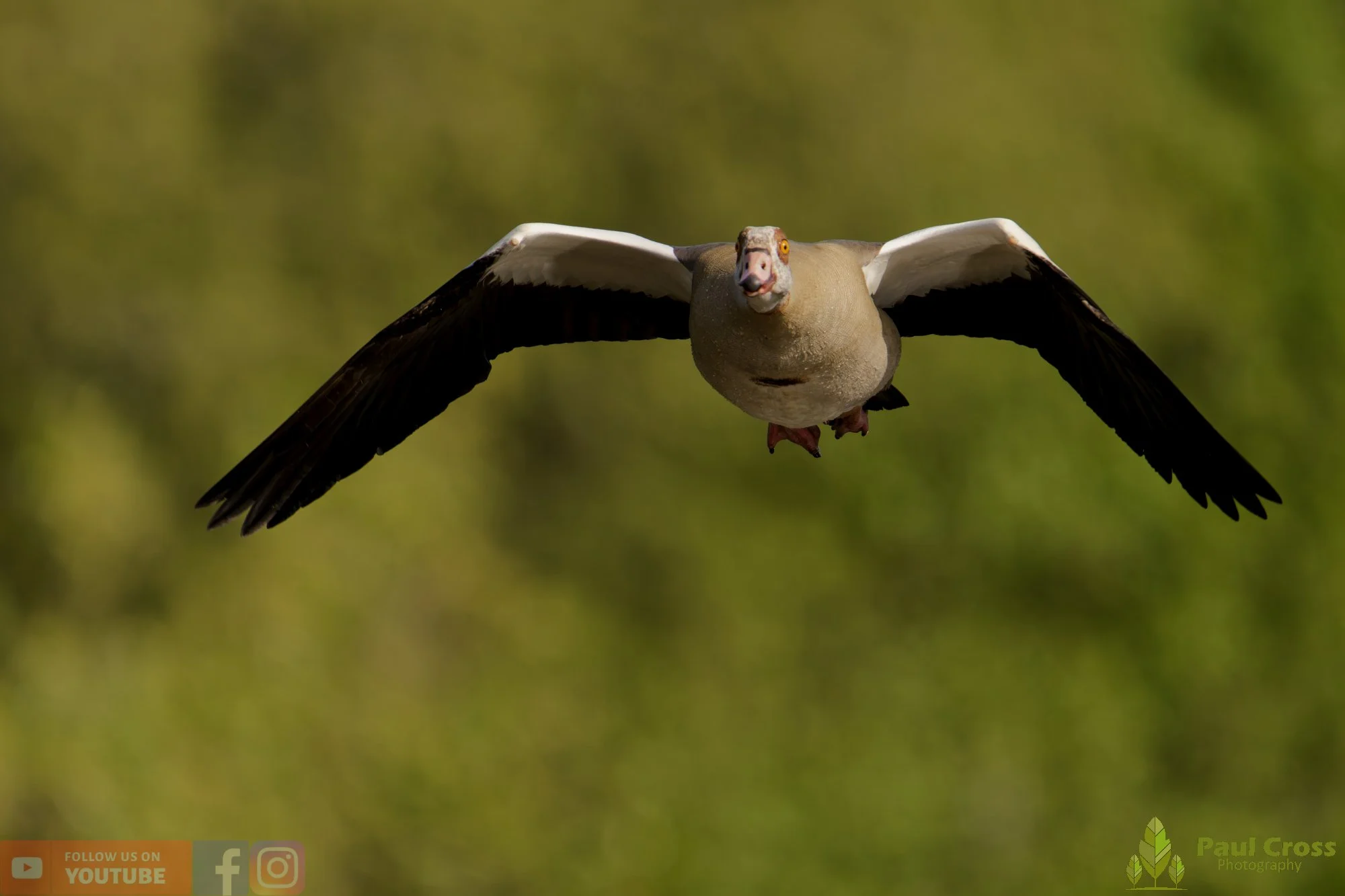 Egyptian Goose-00134.jpg