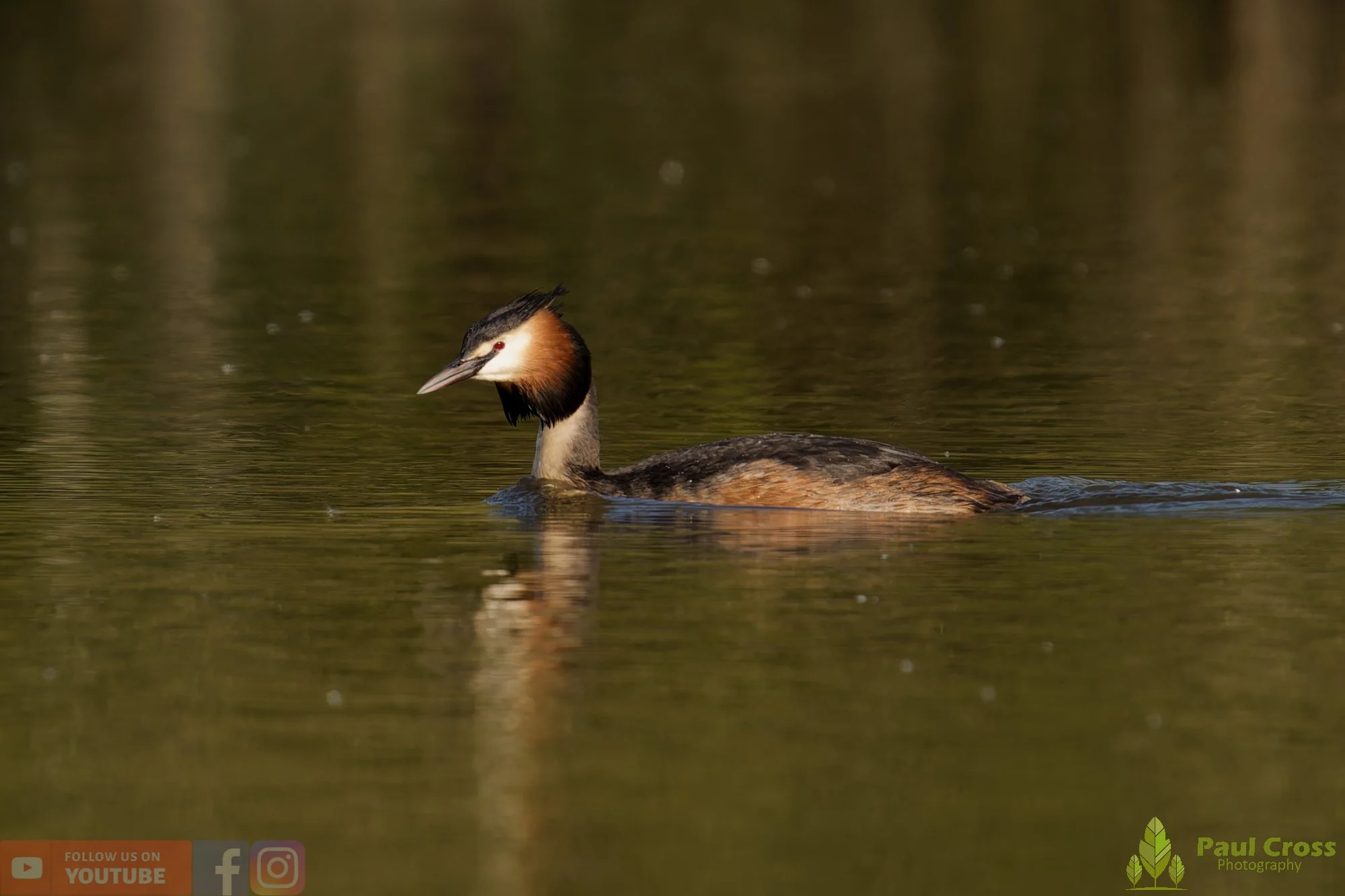 Great Crested Grebe-01137.jpg