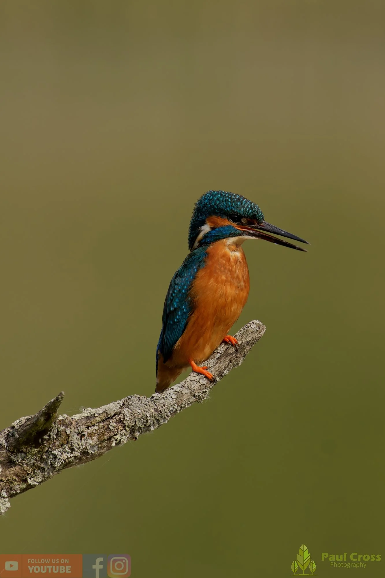 Kingfisher-00730.jpg