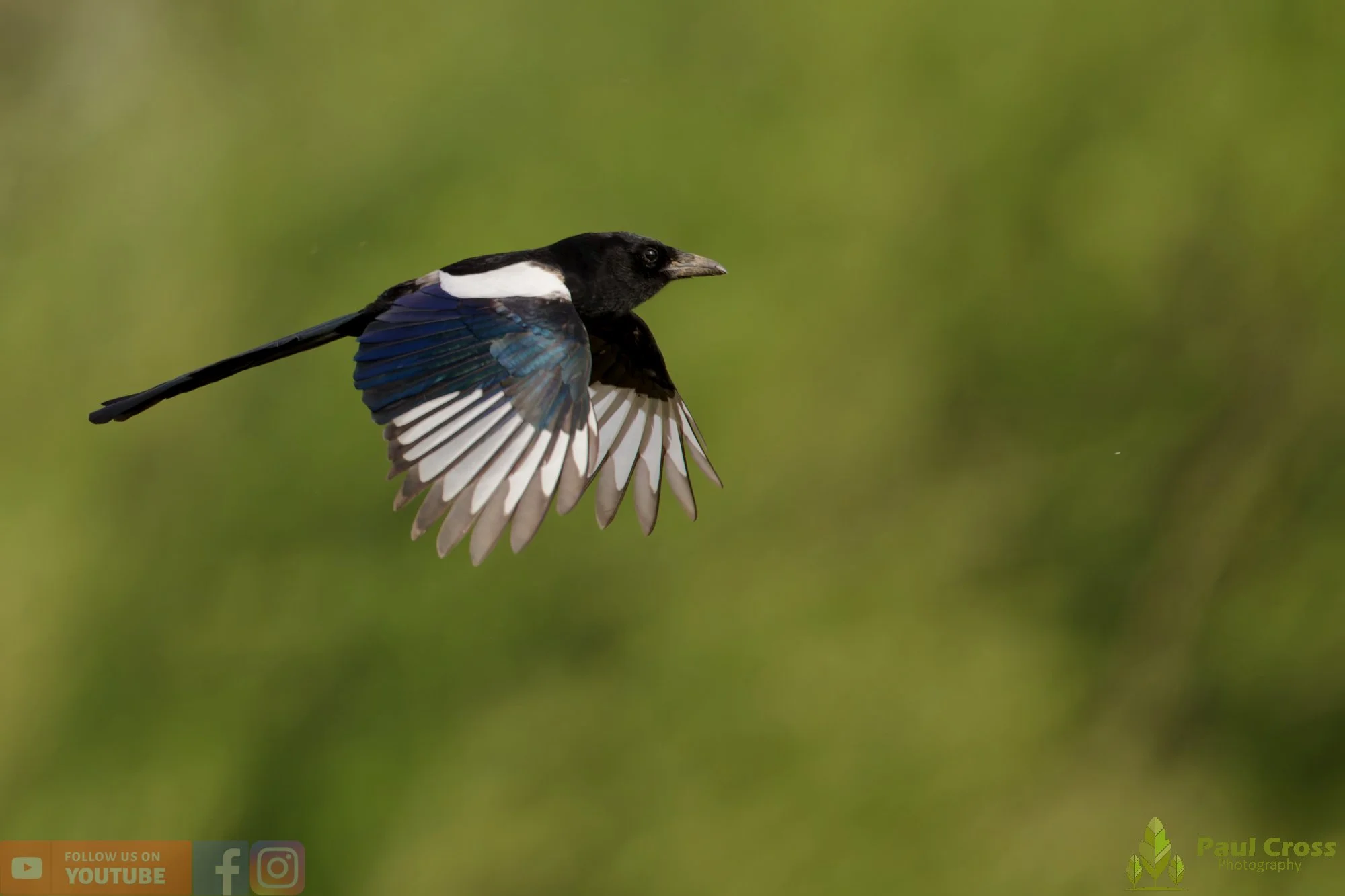 Magpie-00090.jpg