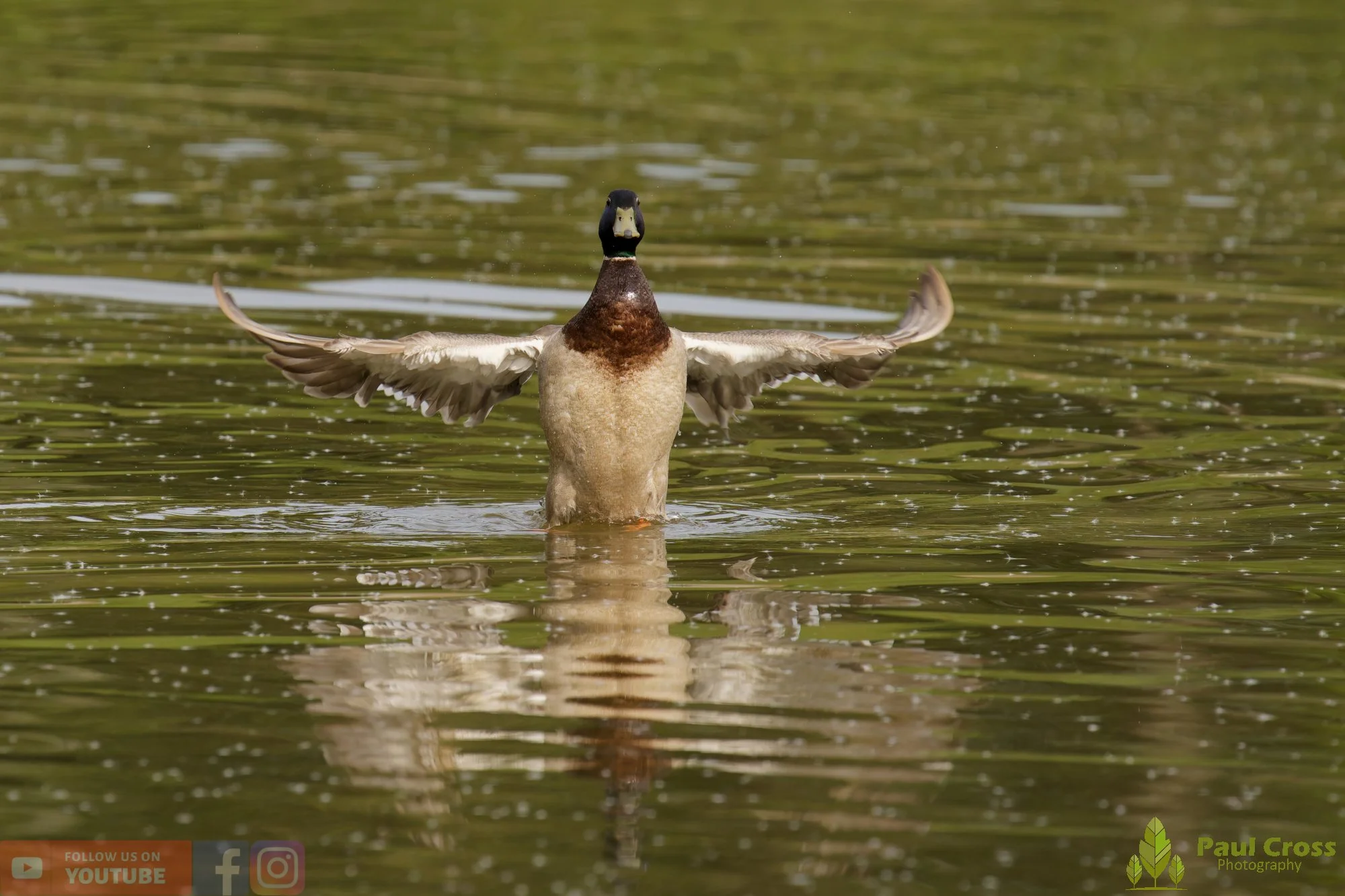 Mallard Duck-01263.jpg