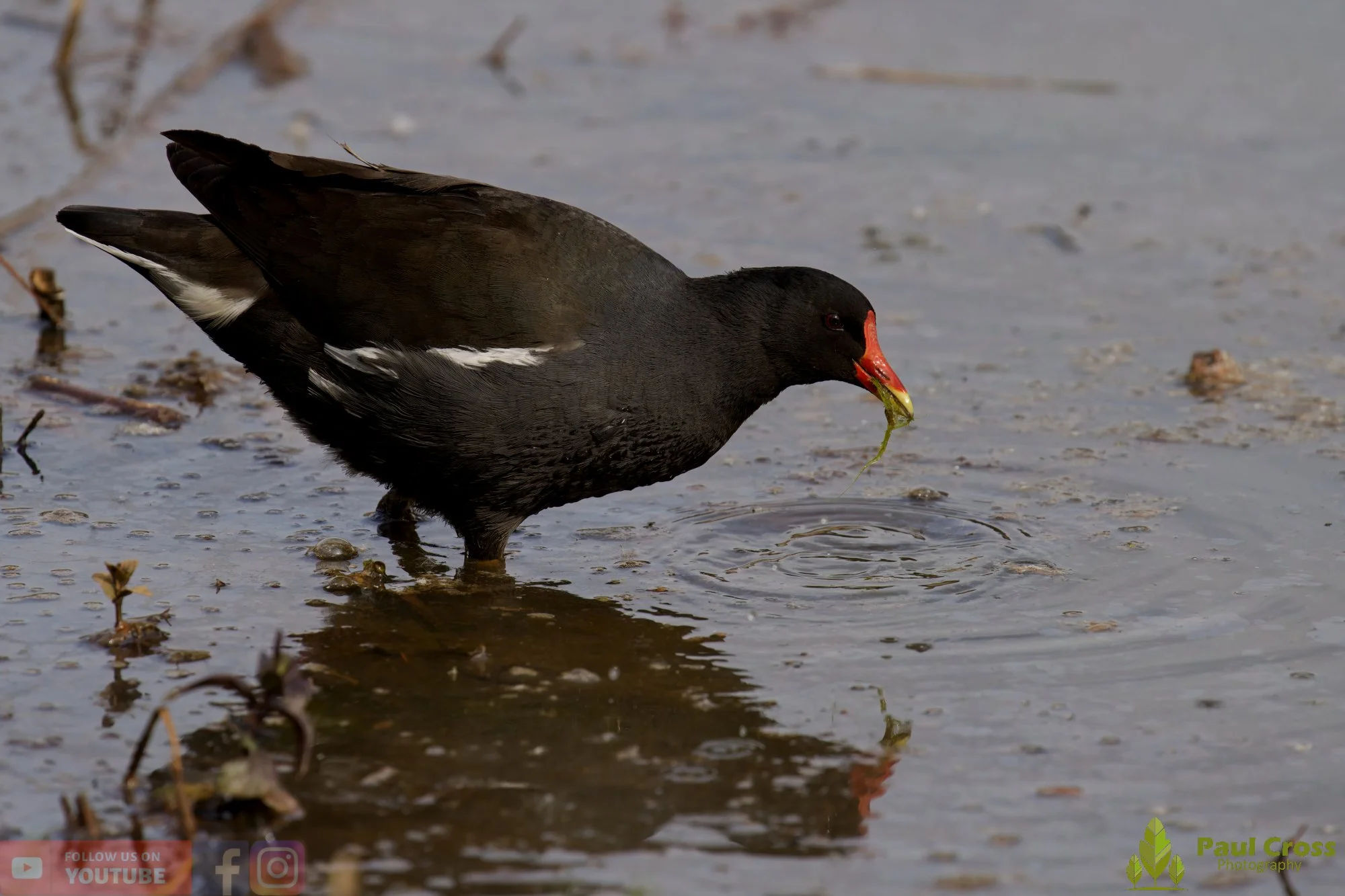 Moorhen-00268.jpg