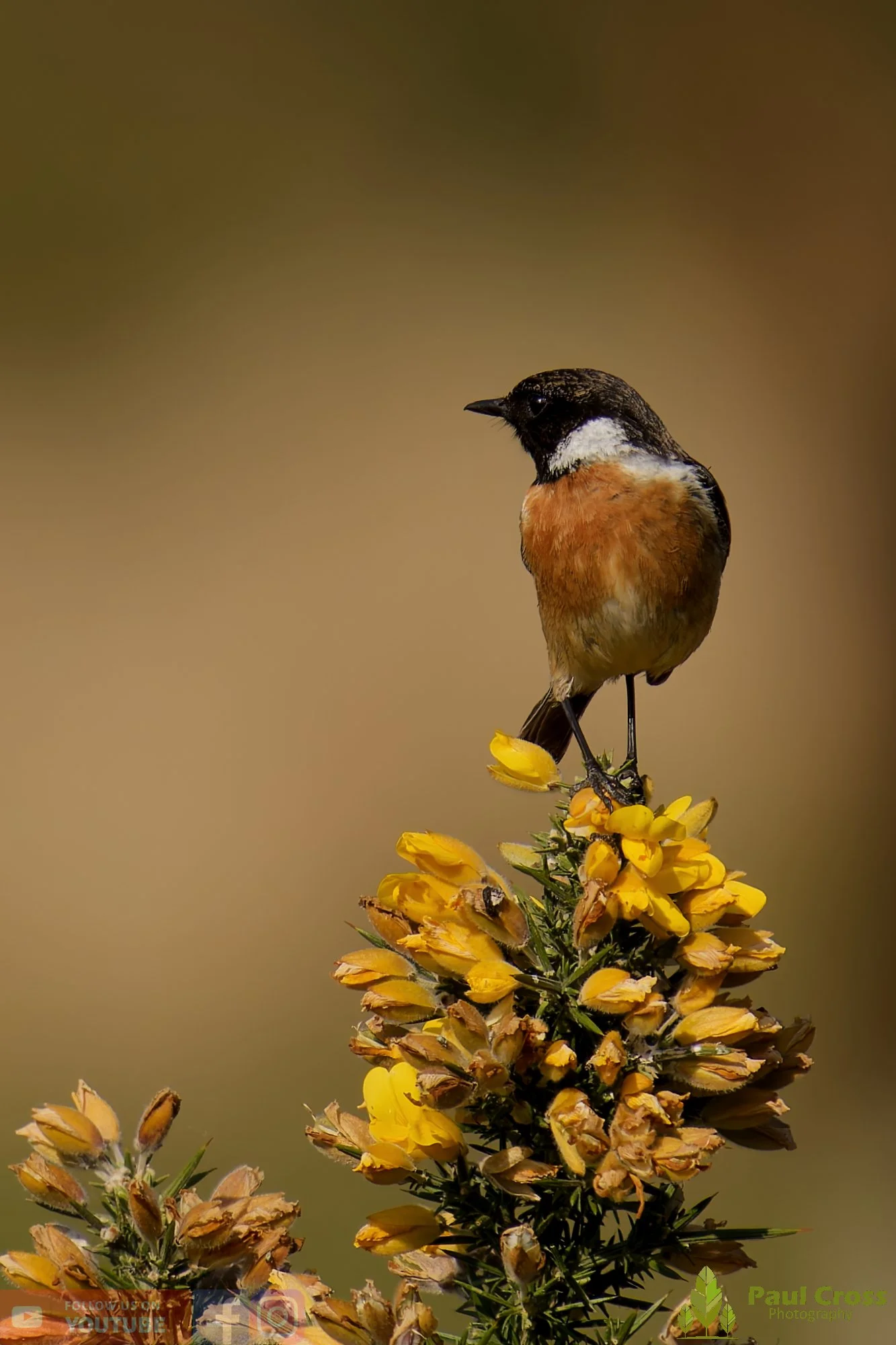 StoneChat-00038.jpg