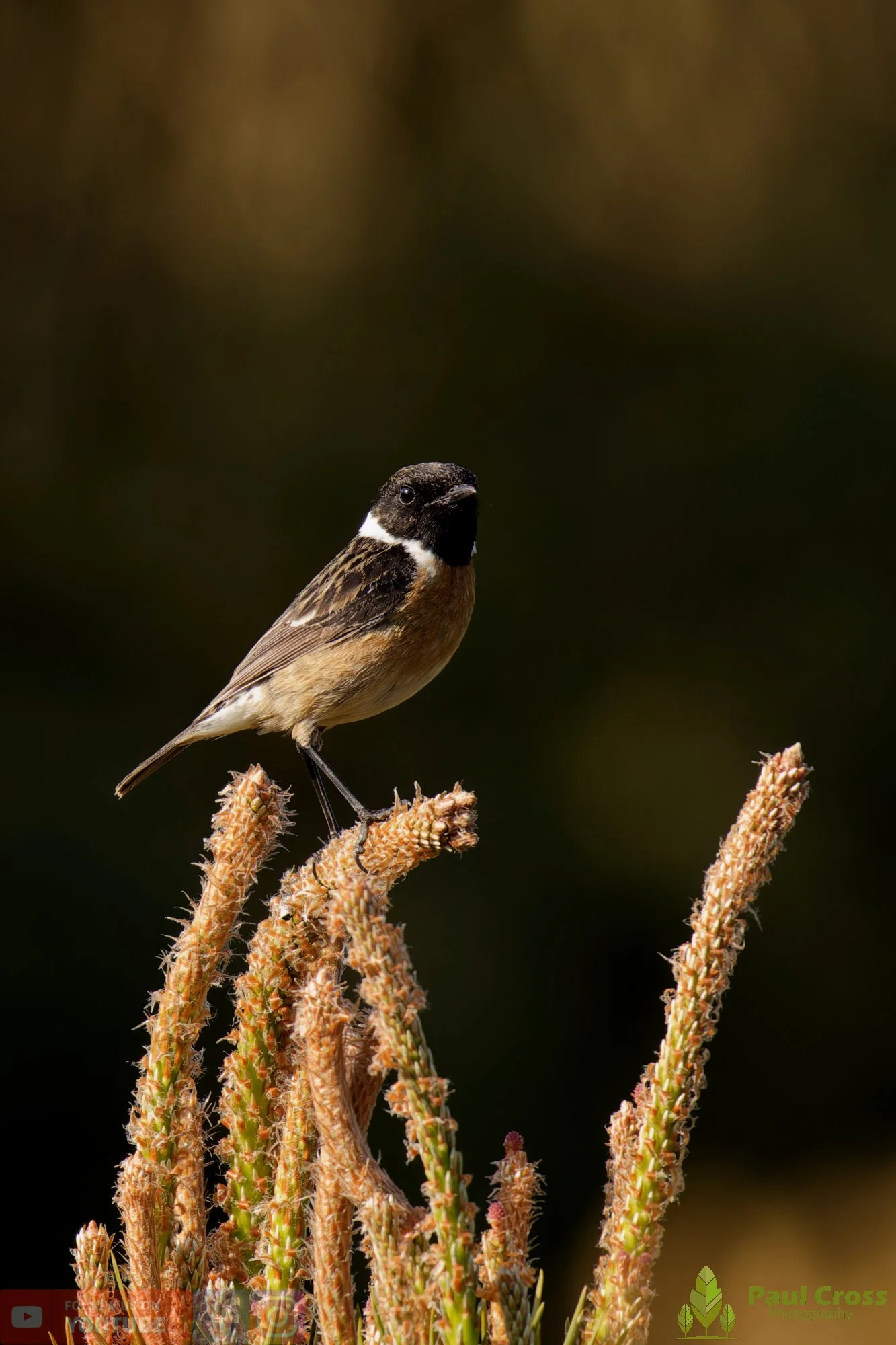 StoneChat-00039.jpg
