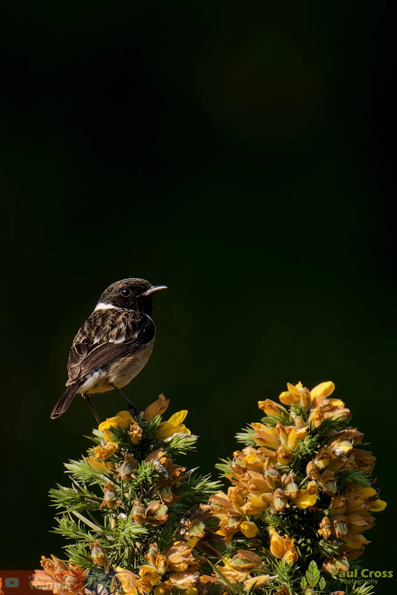 StoneChat-00040.jpg