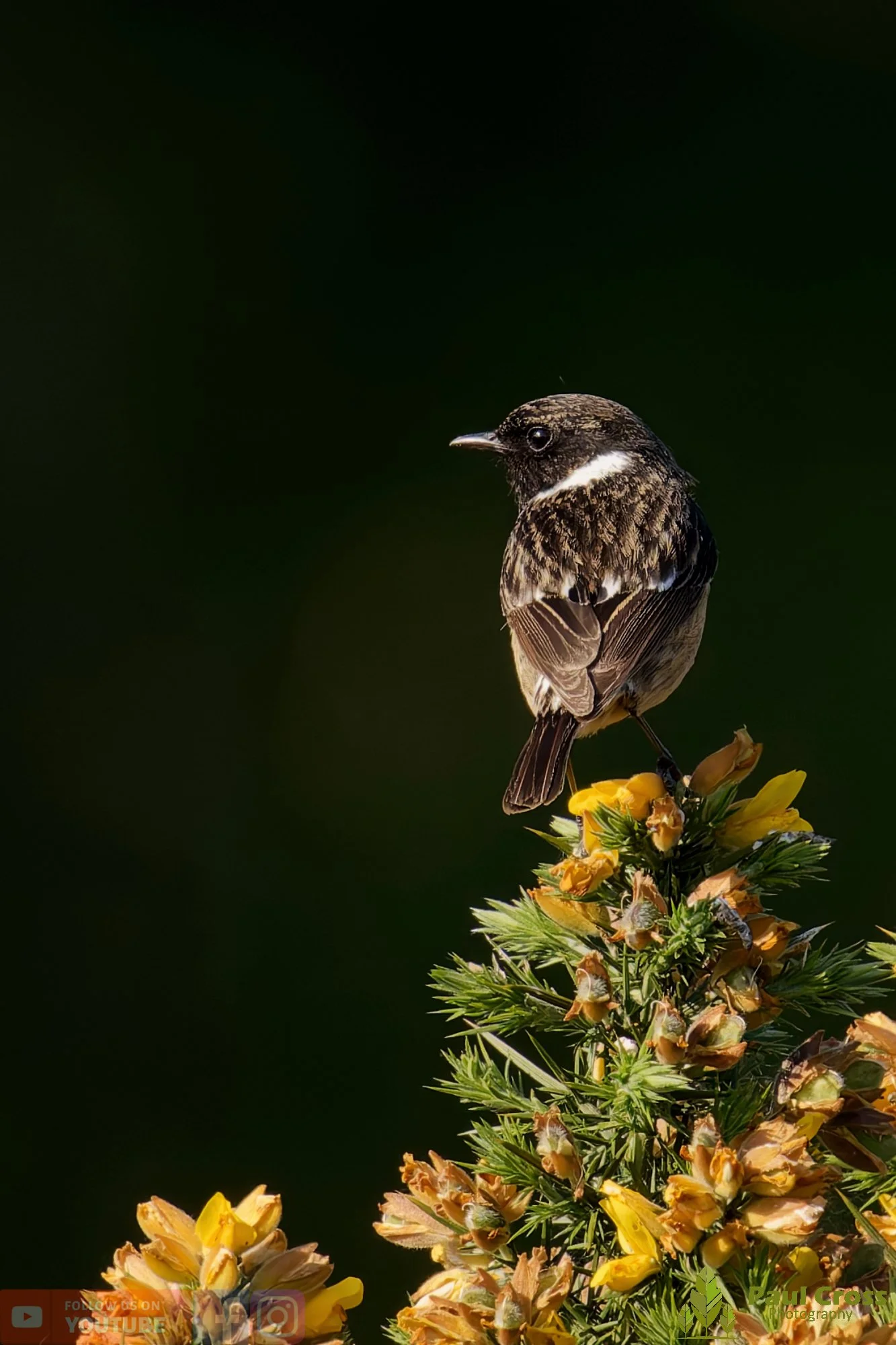 StoneChat-00042.jpg