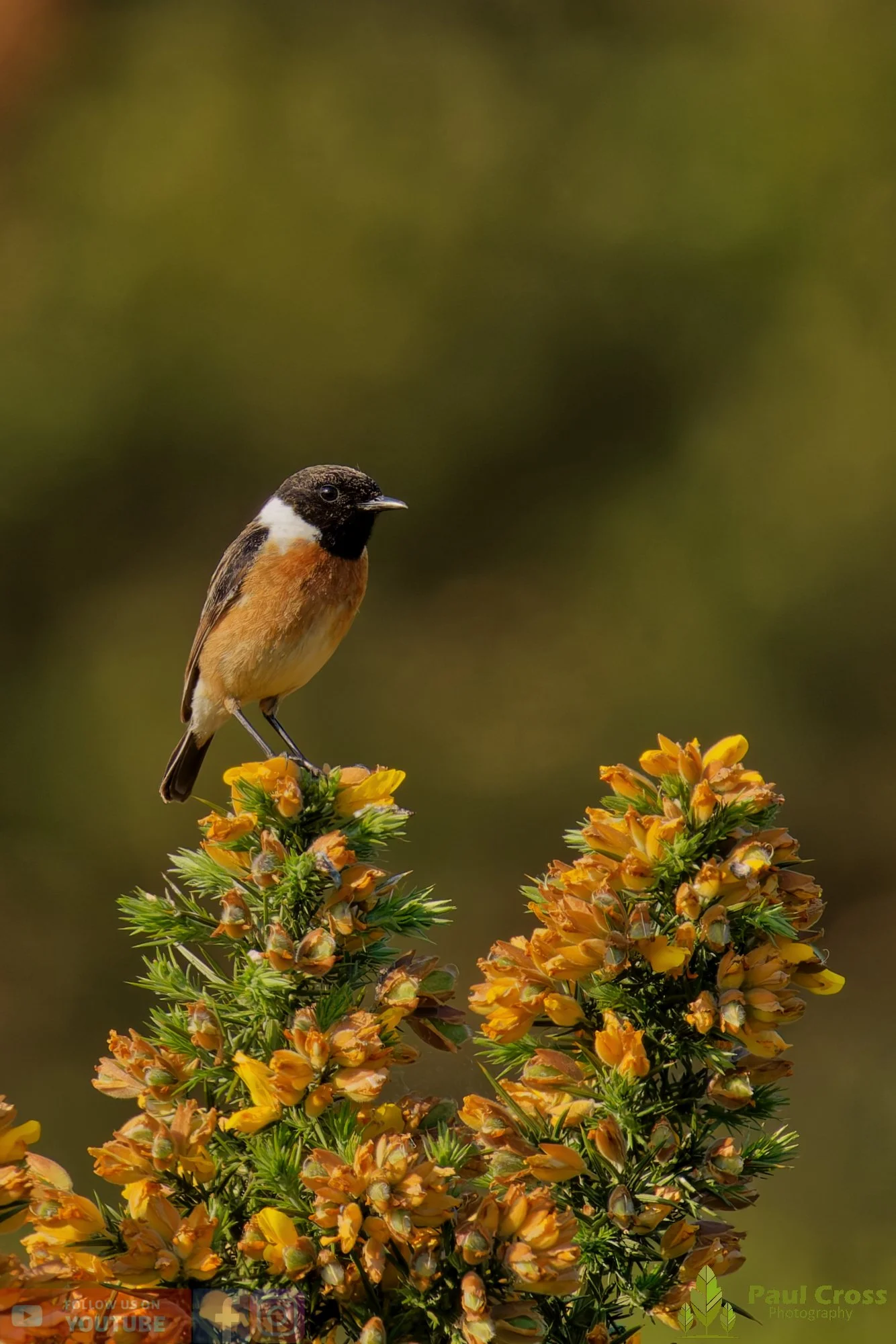 StoneChat-00043.jpg