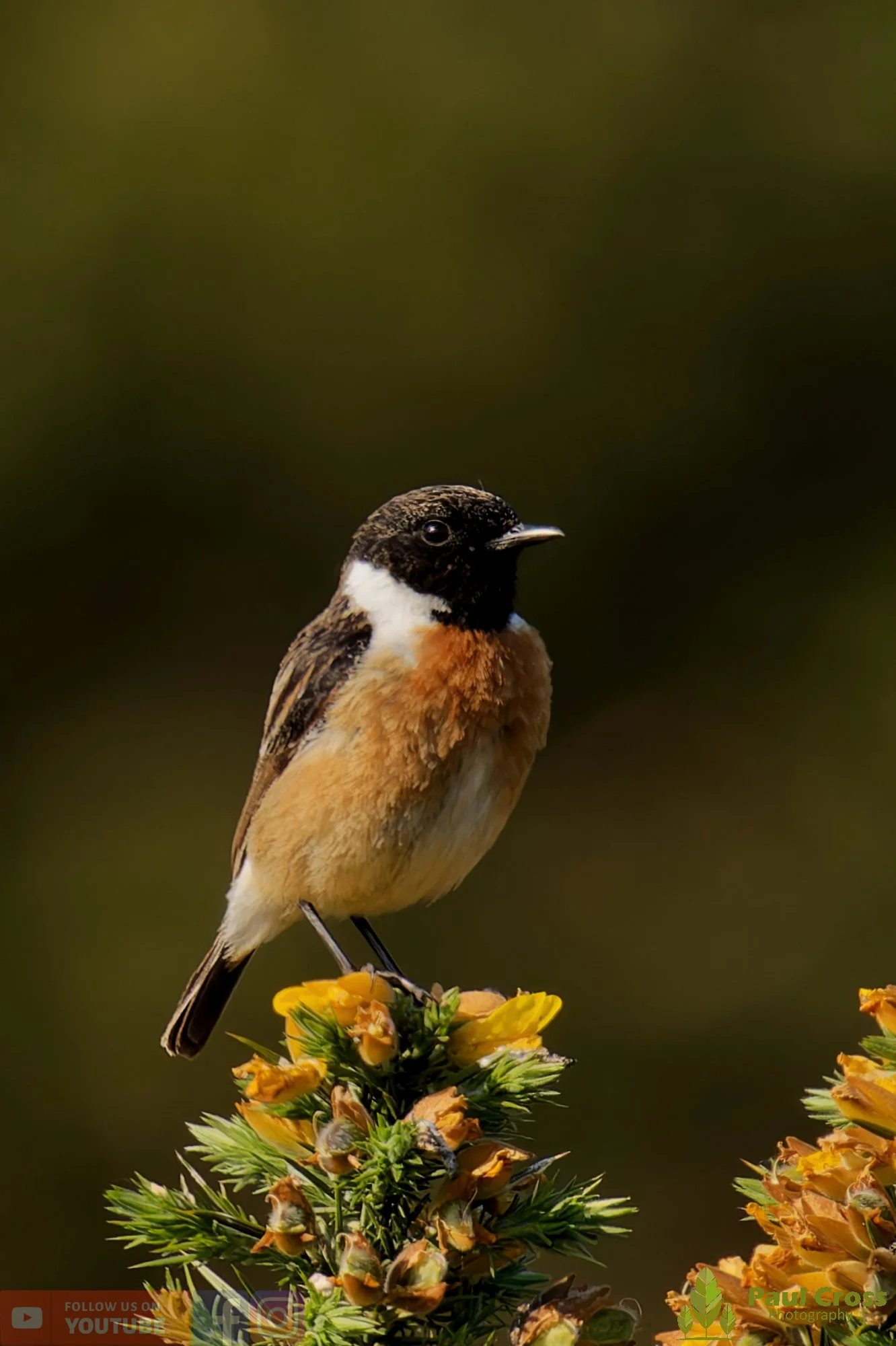 StoneChat-00044.jpg